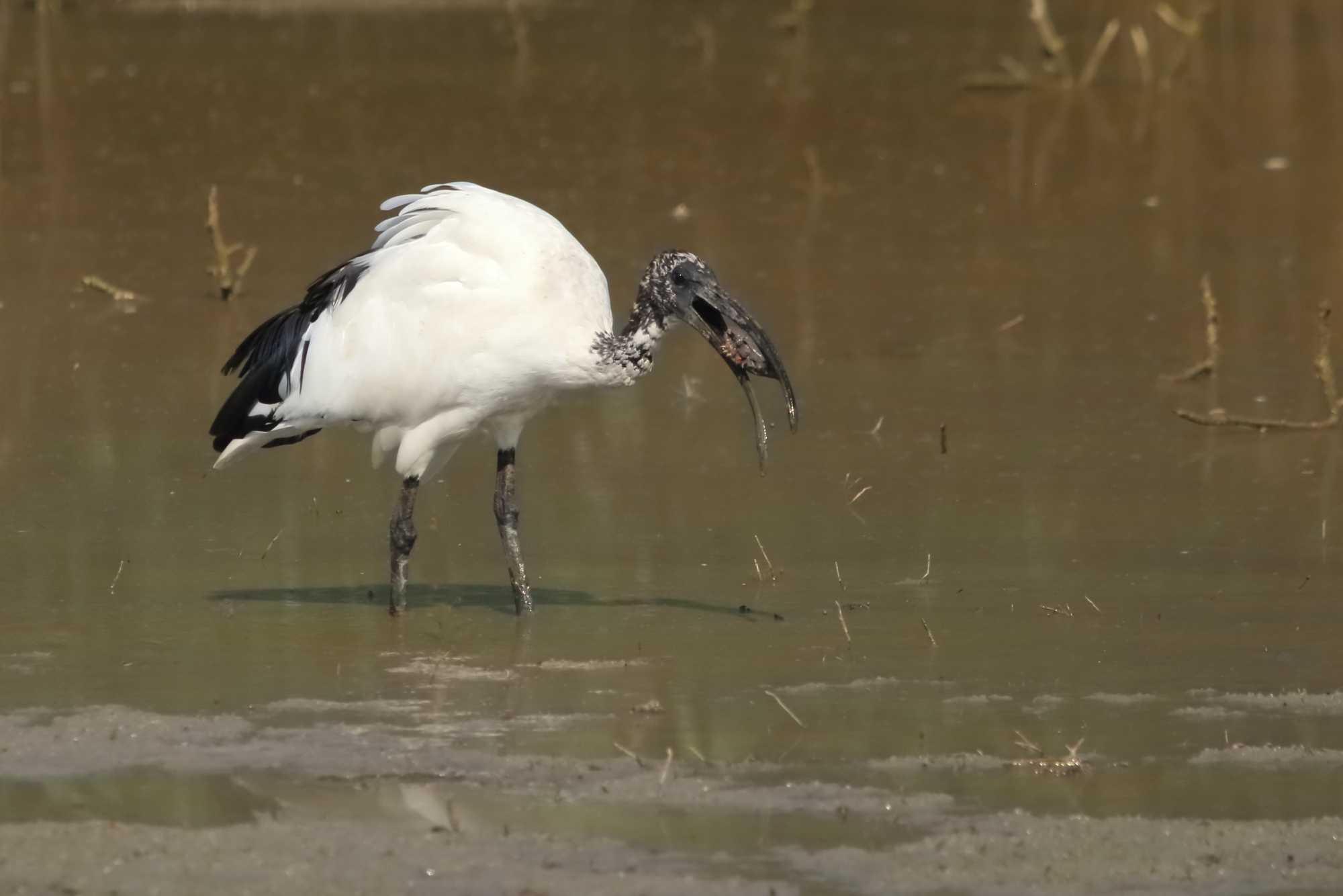 Ibis