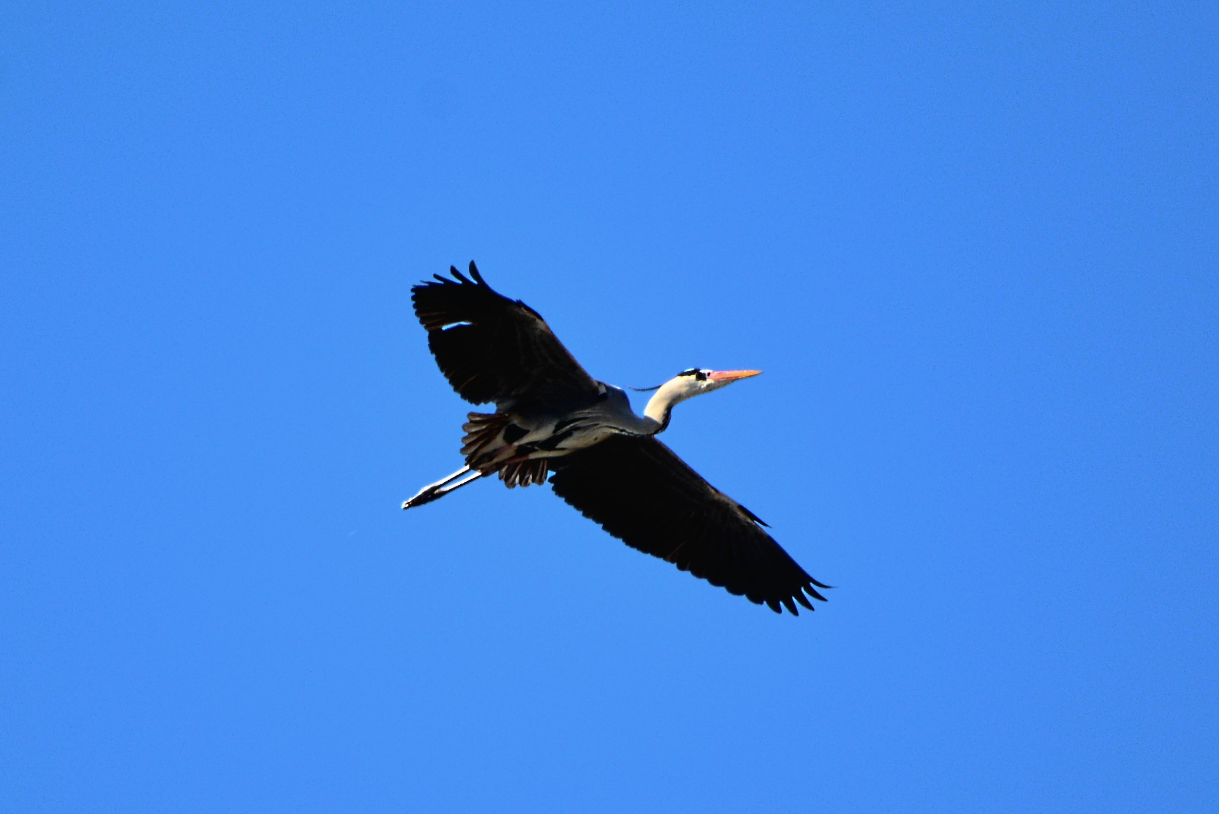 In flight