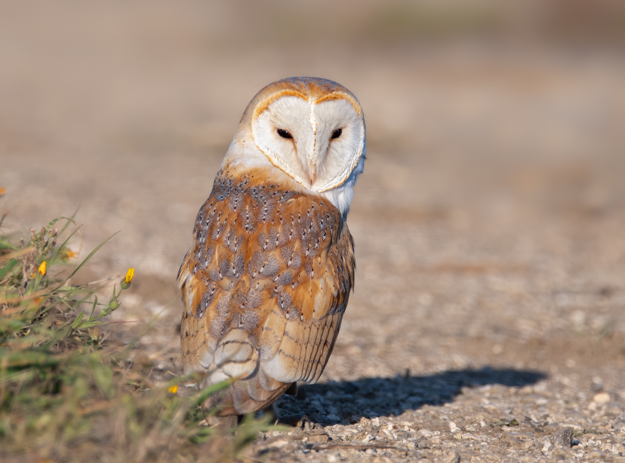 barn owl