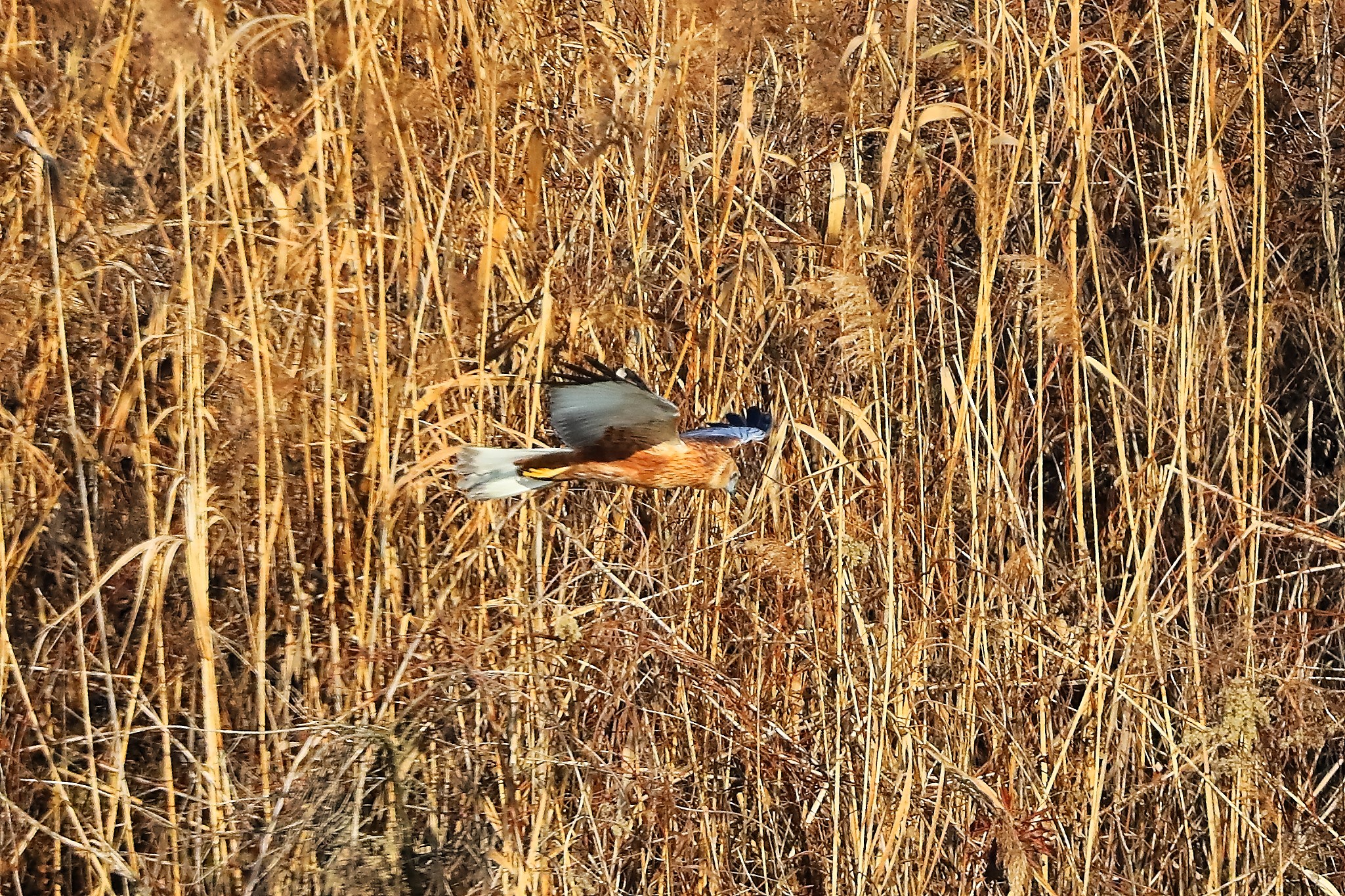 Marsh Harrier 14-12-2023