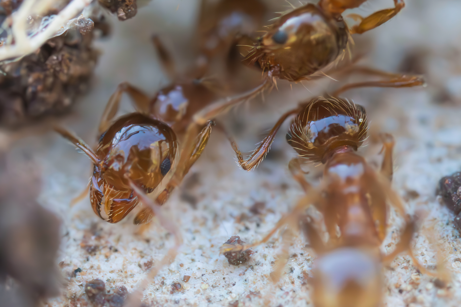 Plagiolepis sp. z o.o.