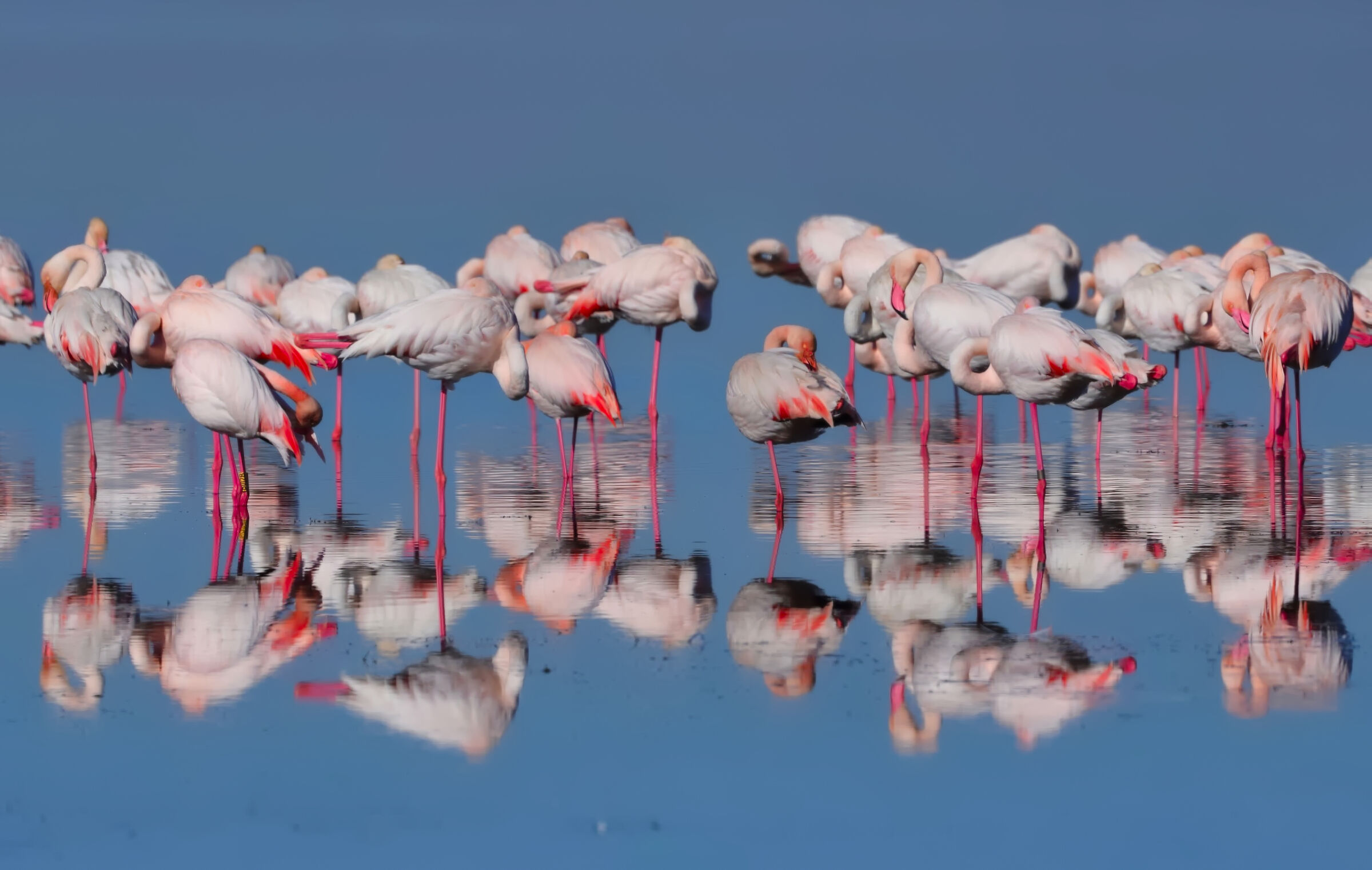 Balladores de Sardigna ...