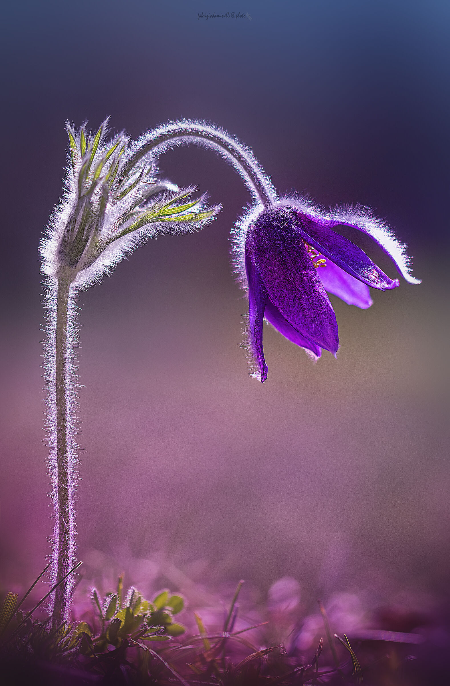 Pulsatilla montana
