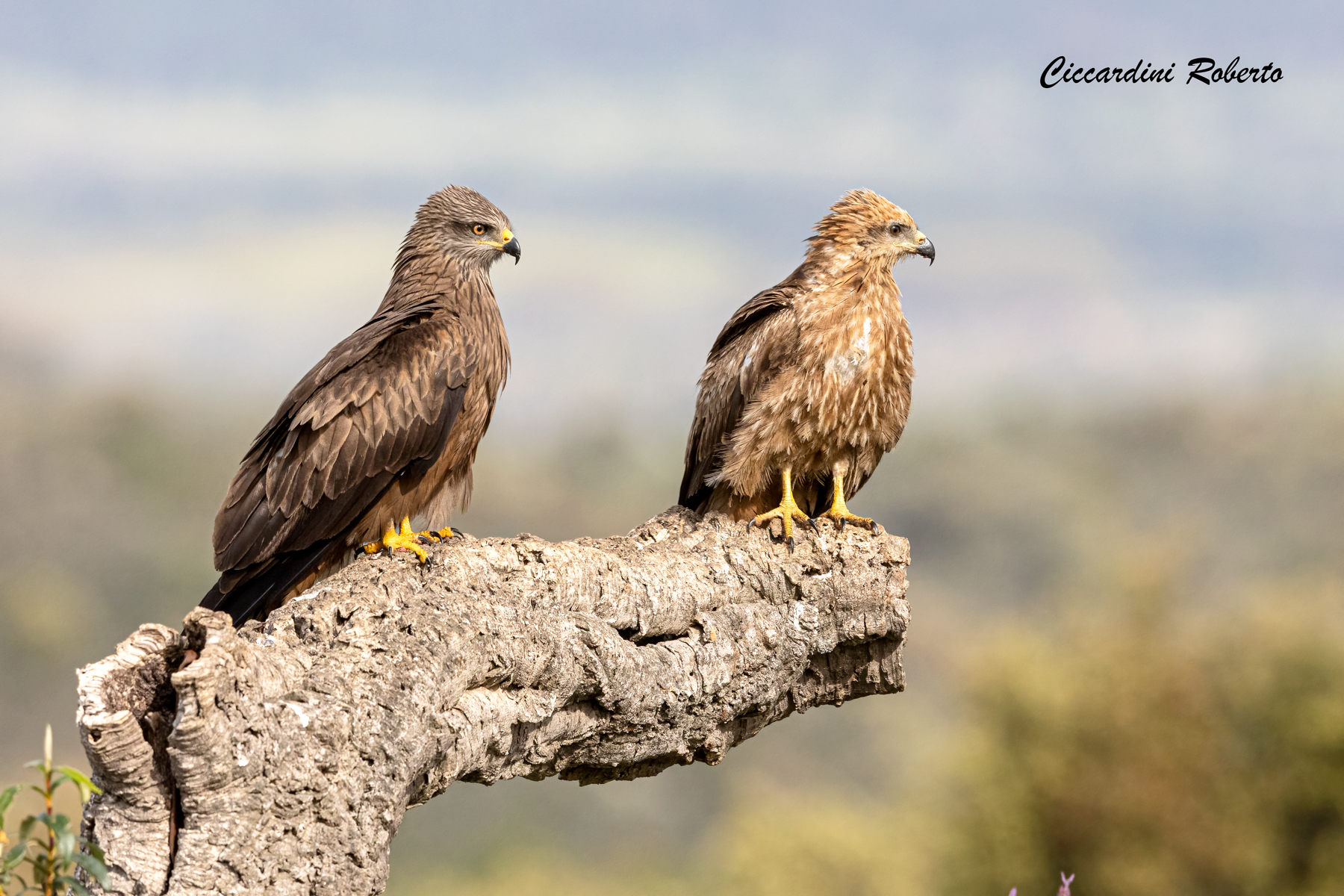 Nibbio Bruno adulto e giovane