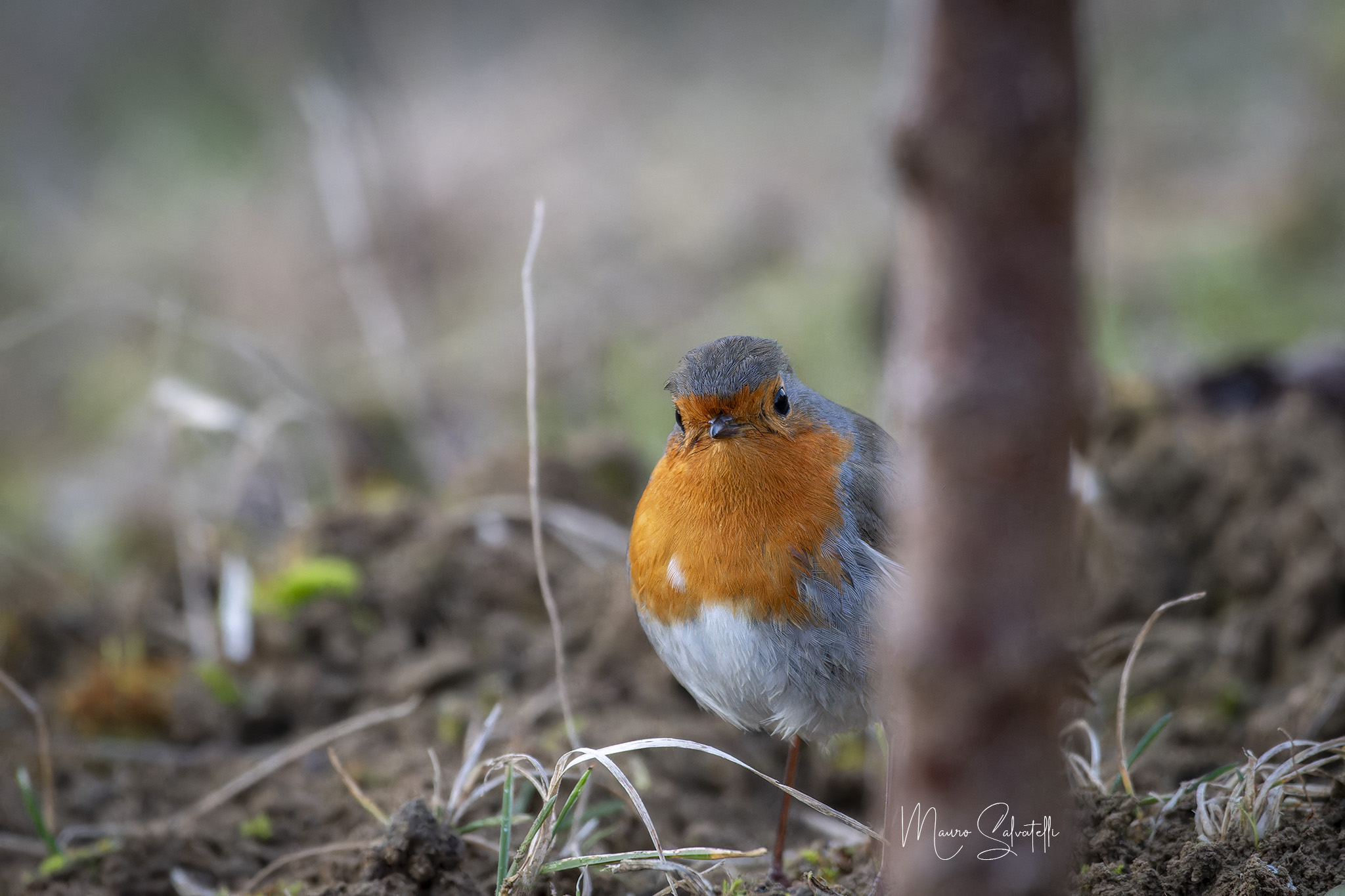 Curious Robin