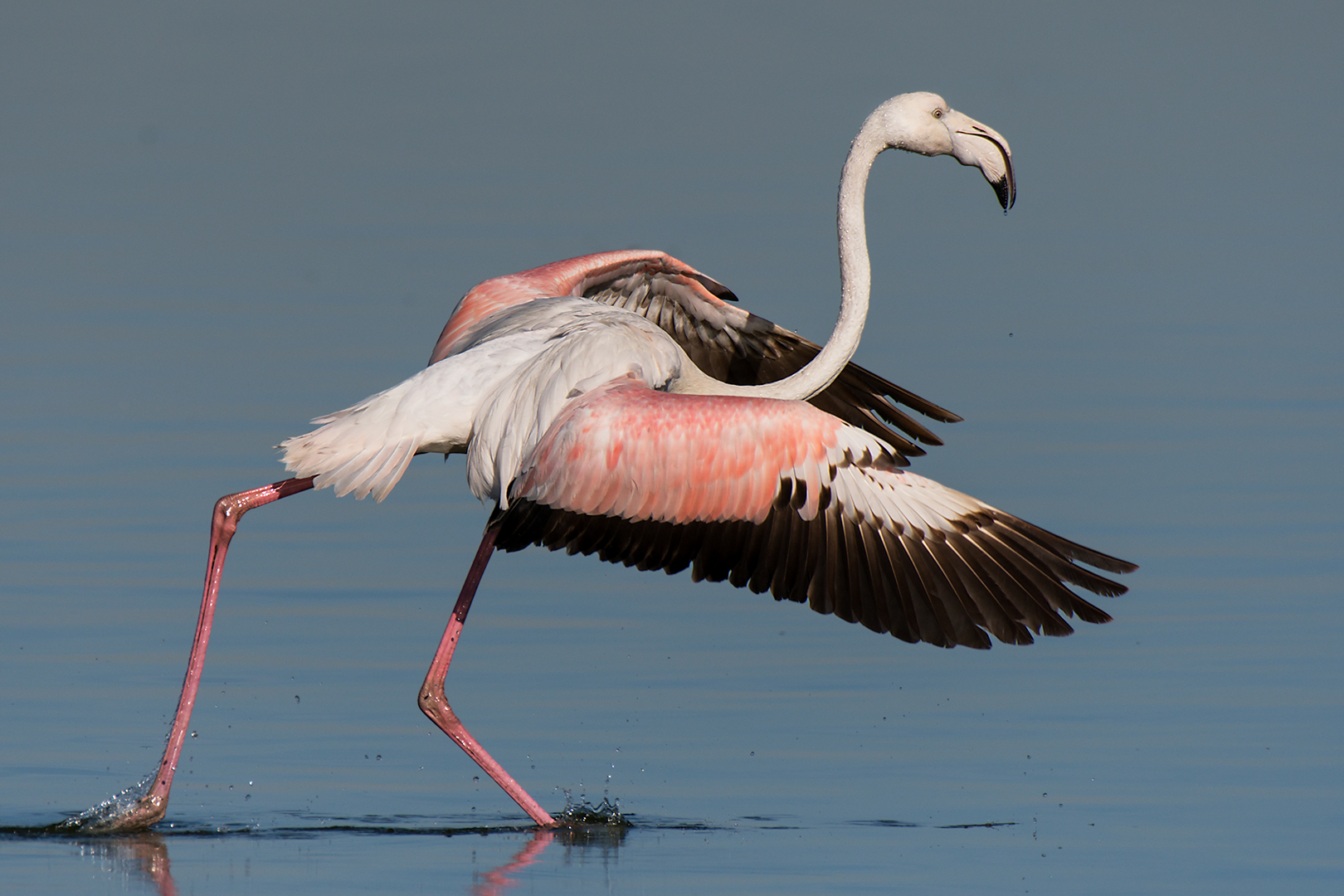 Fenicottero in spostamento