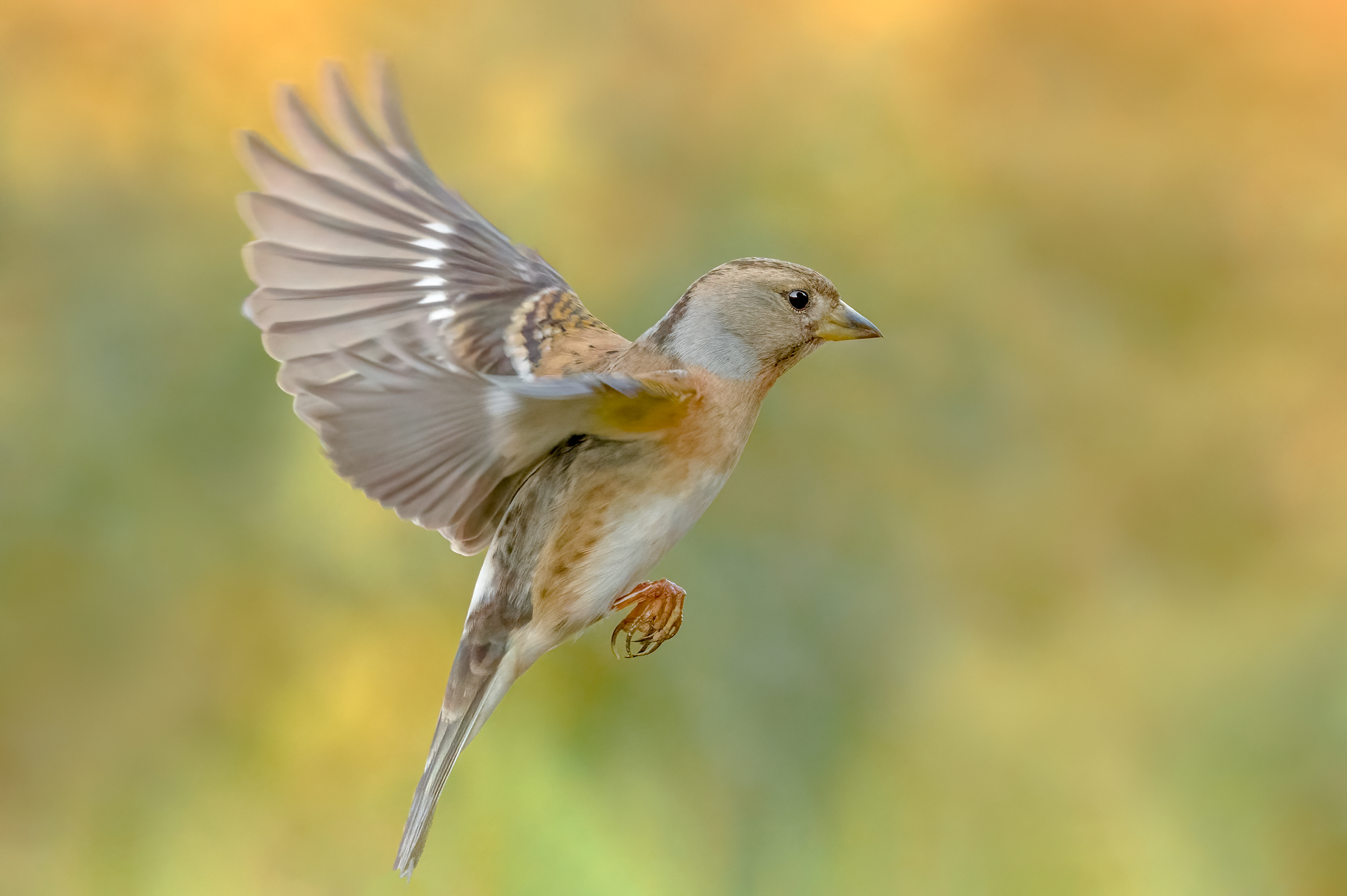 Brambling