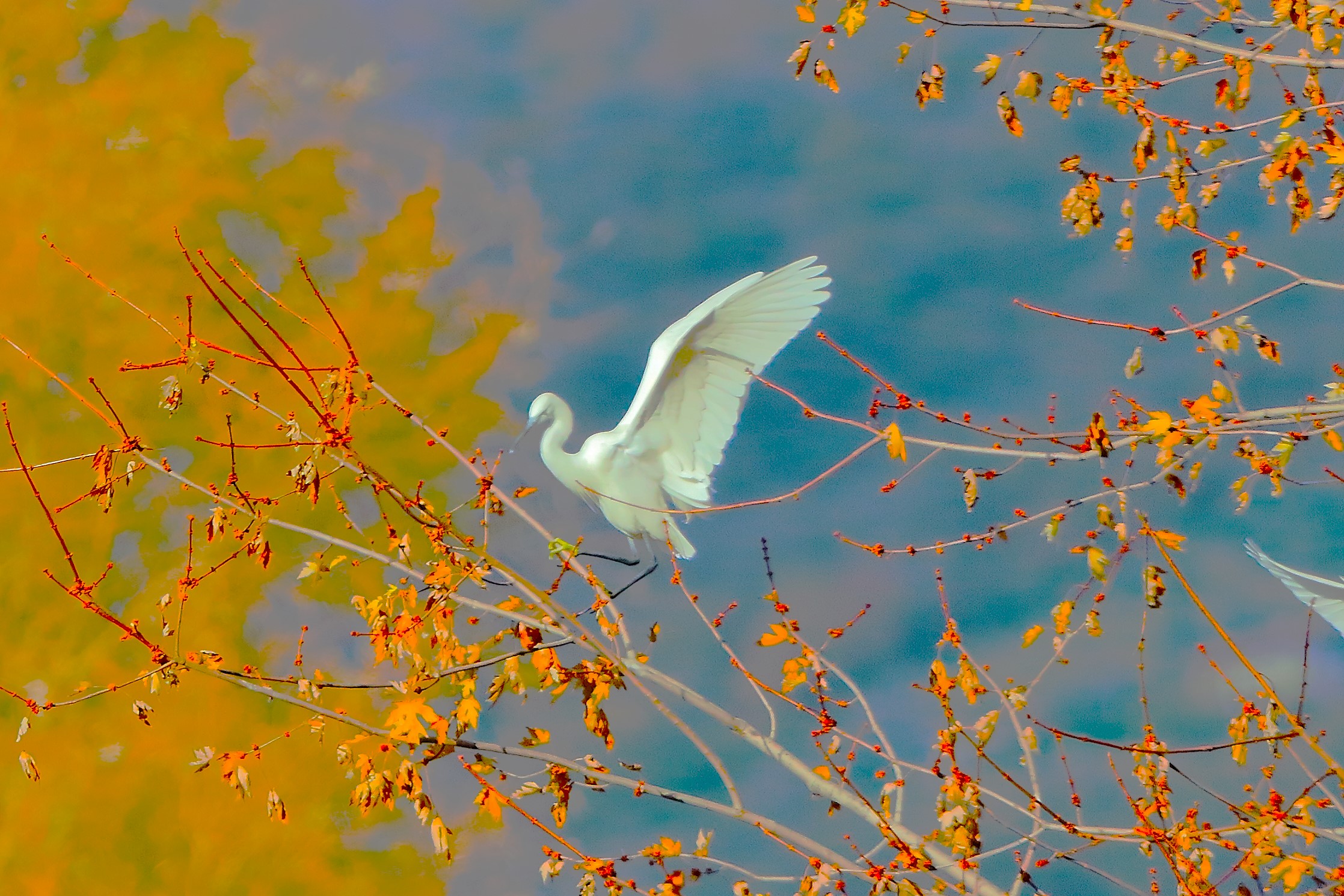 Little Egret 06-12-2023