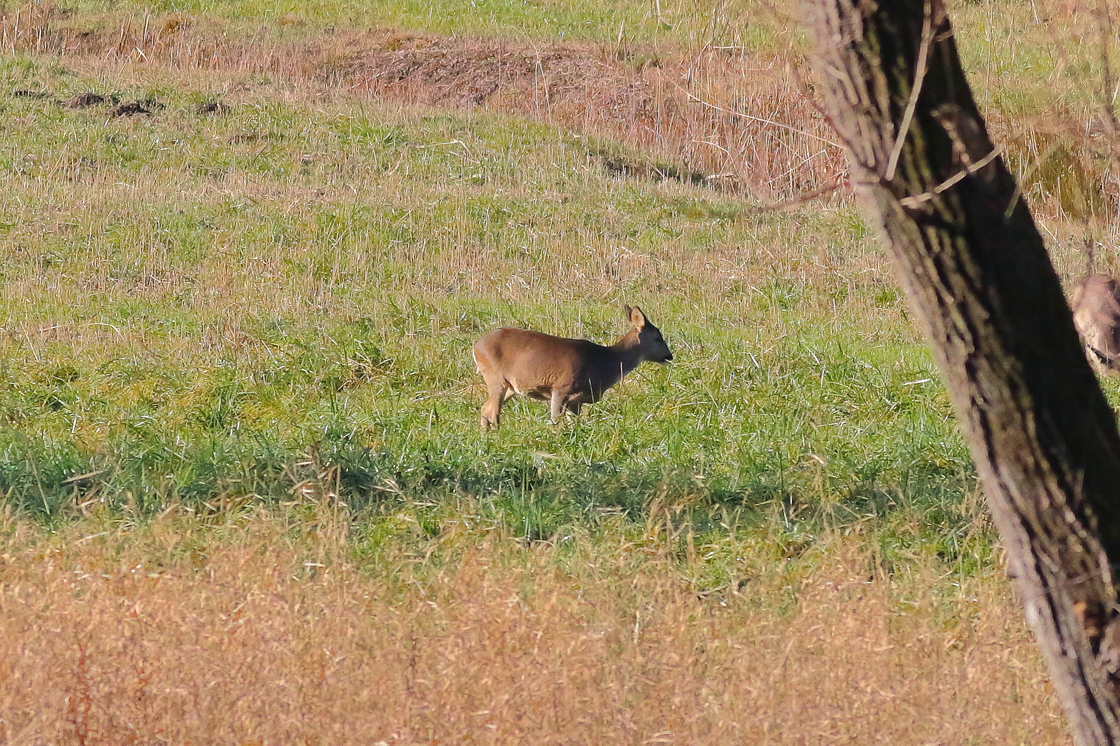 Roe Deer 16-12-2023