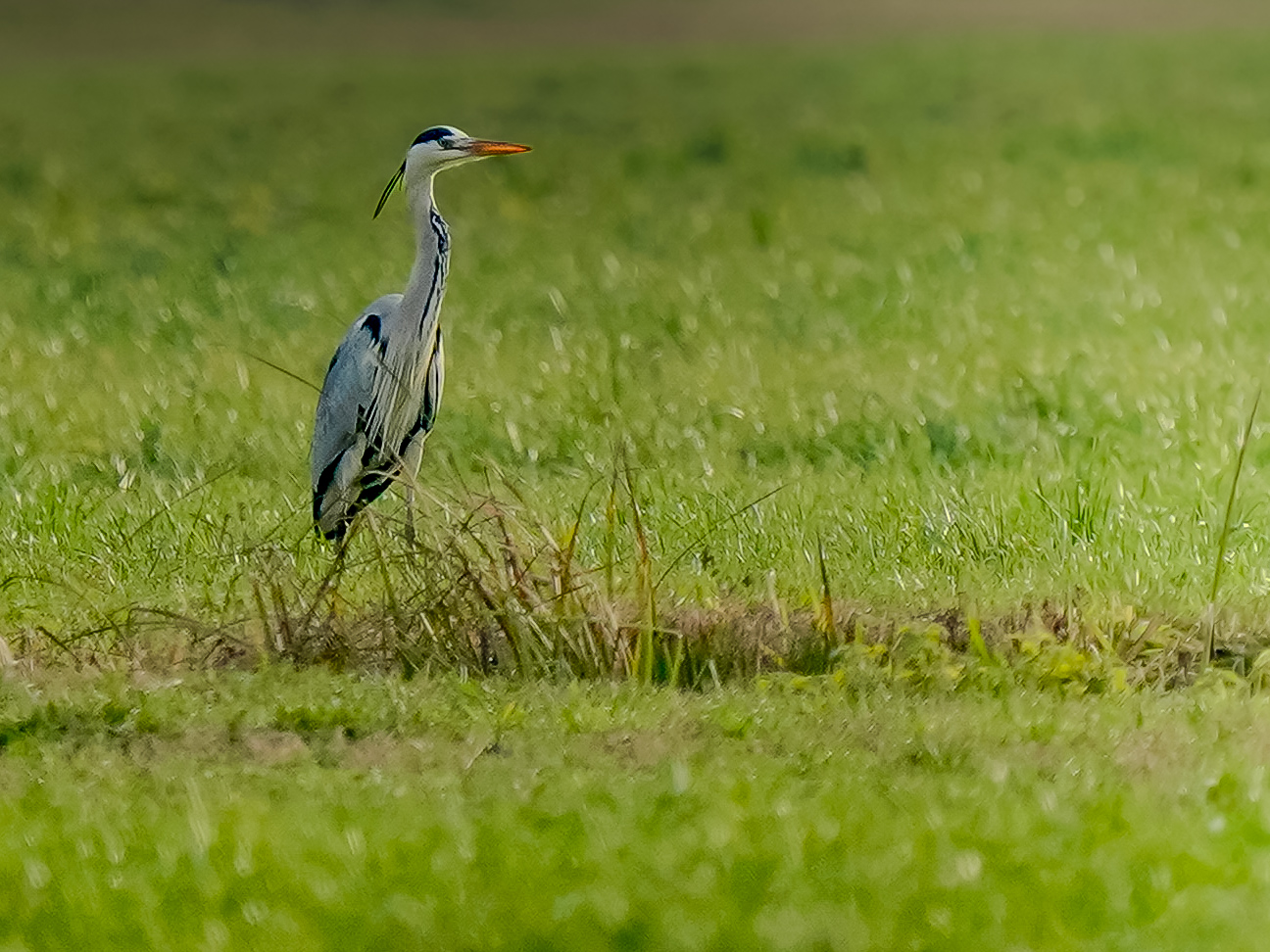 Ardea cinerea