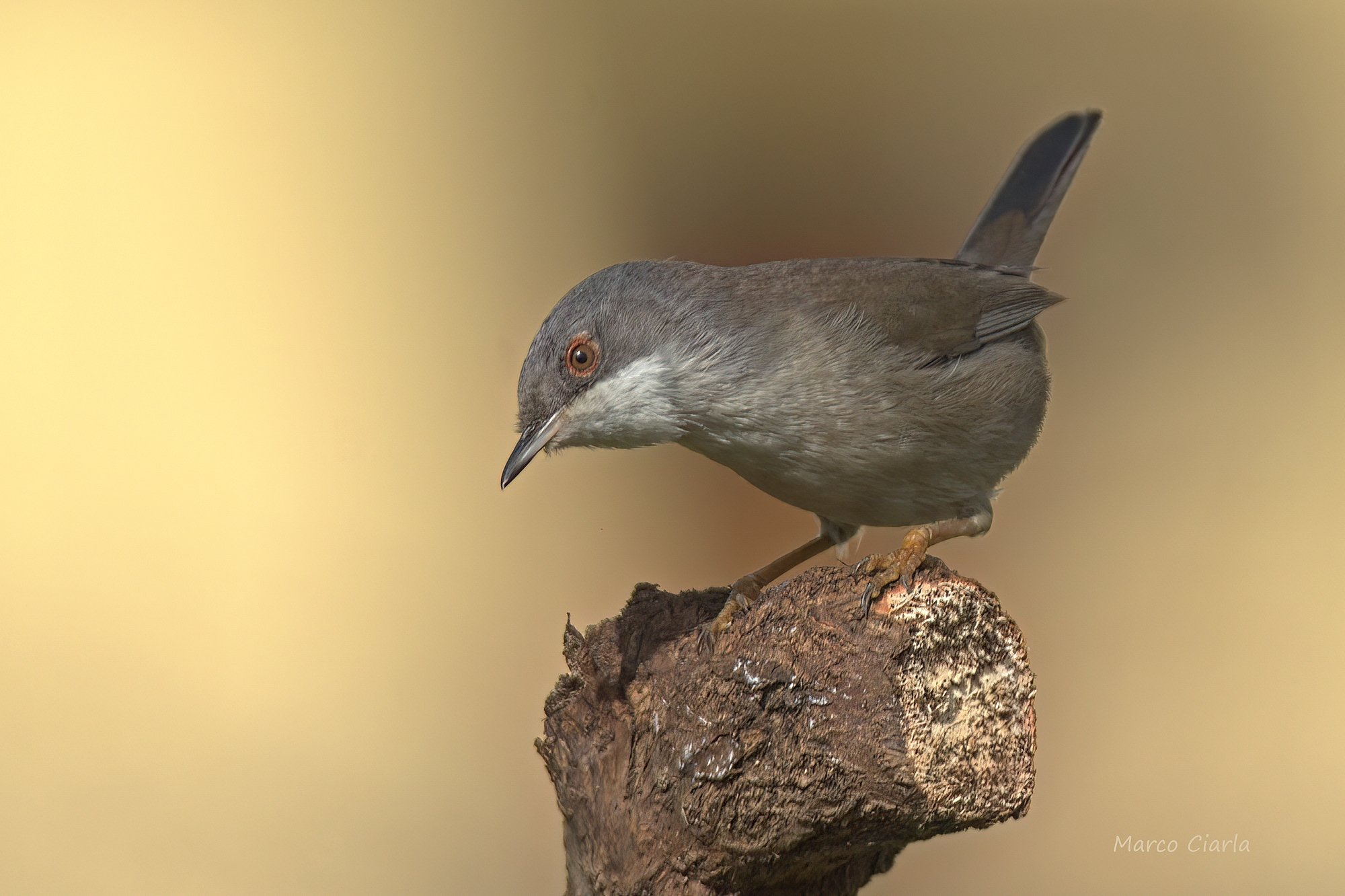 Occhiocotto f. ( Curruca melanocephala )