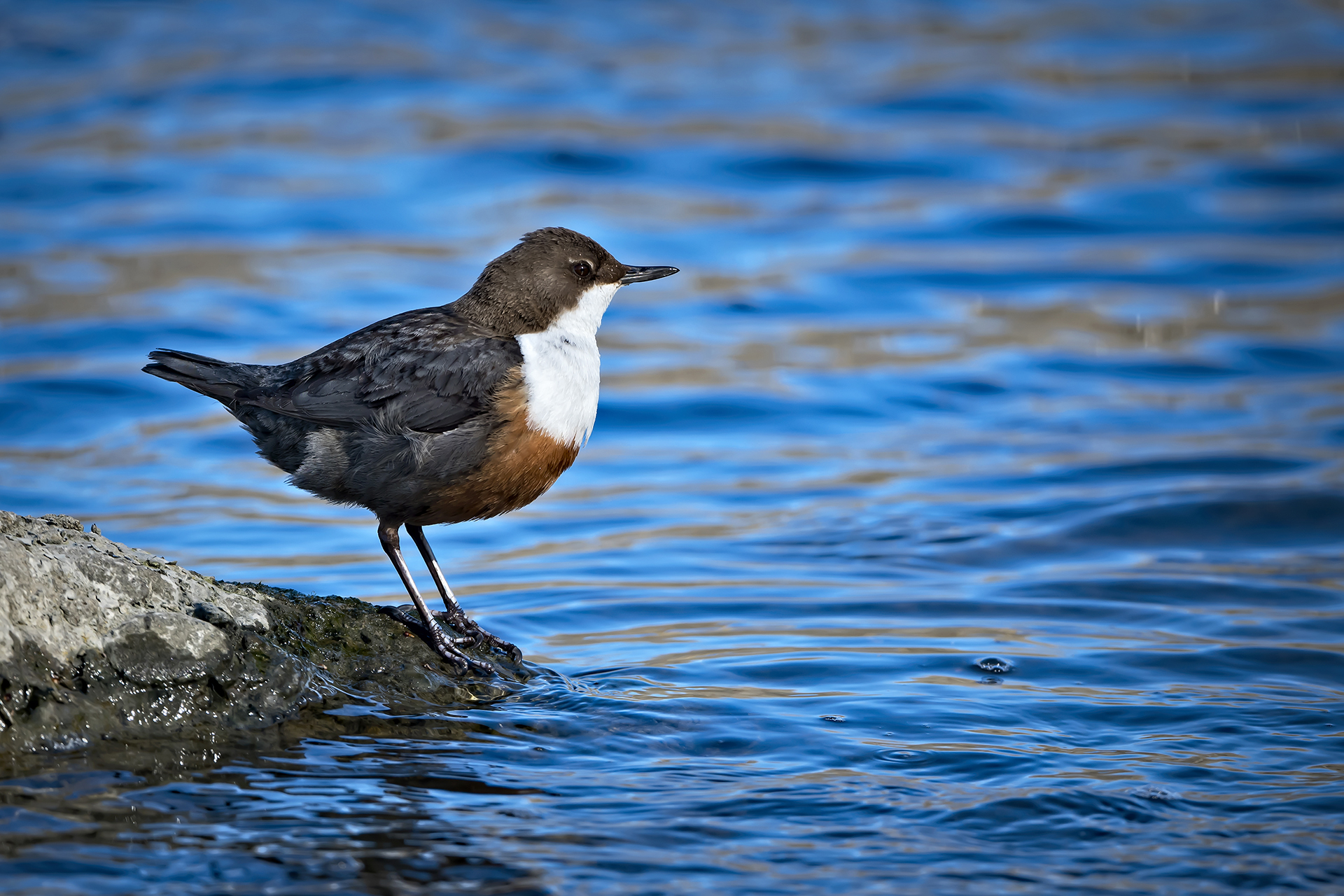 White-throated dipper