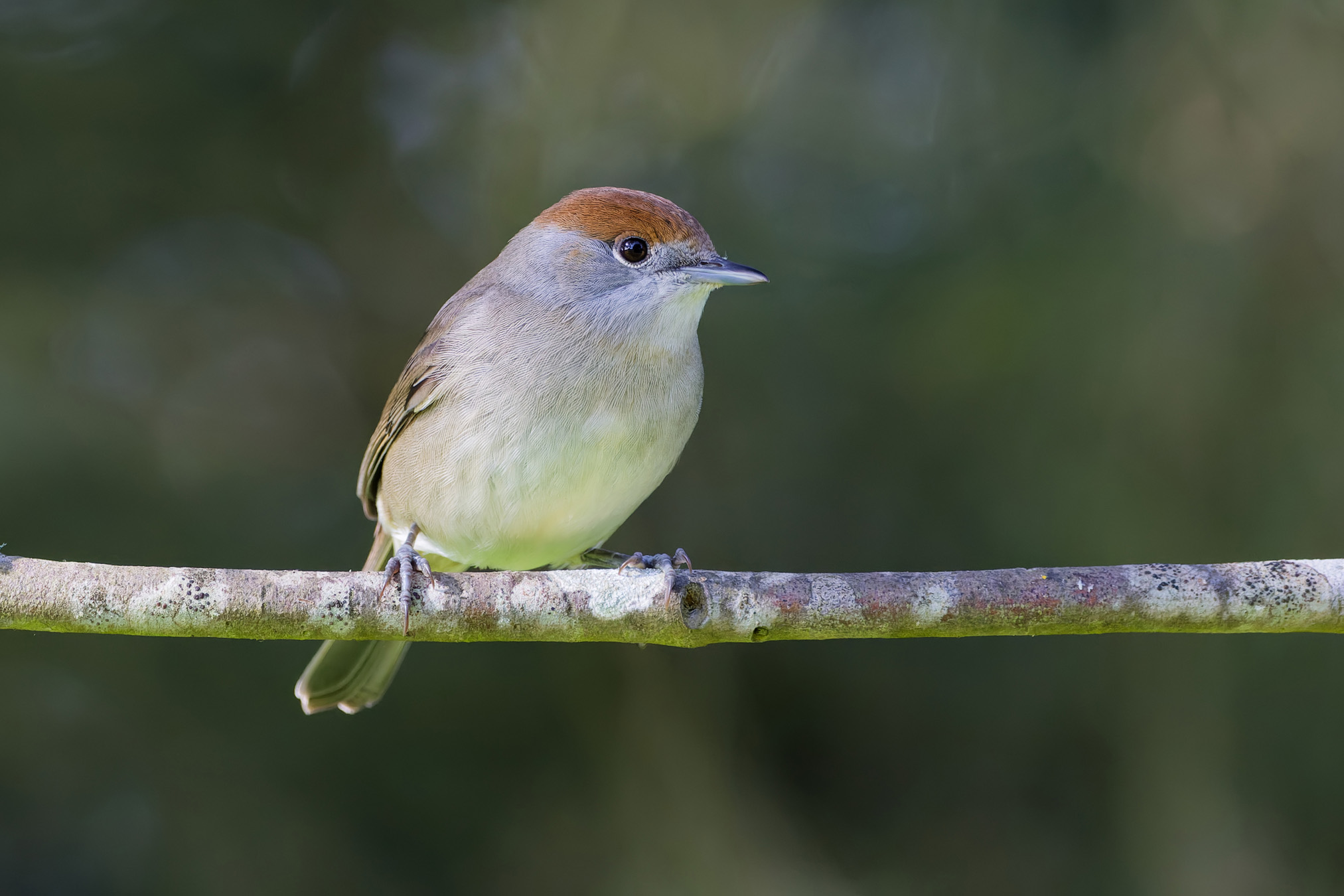 Capinera eurasiatica