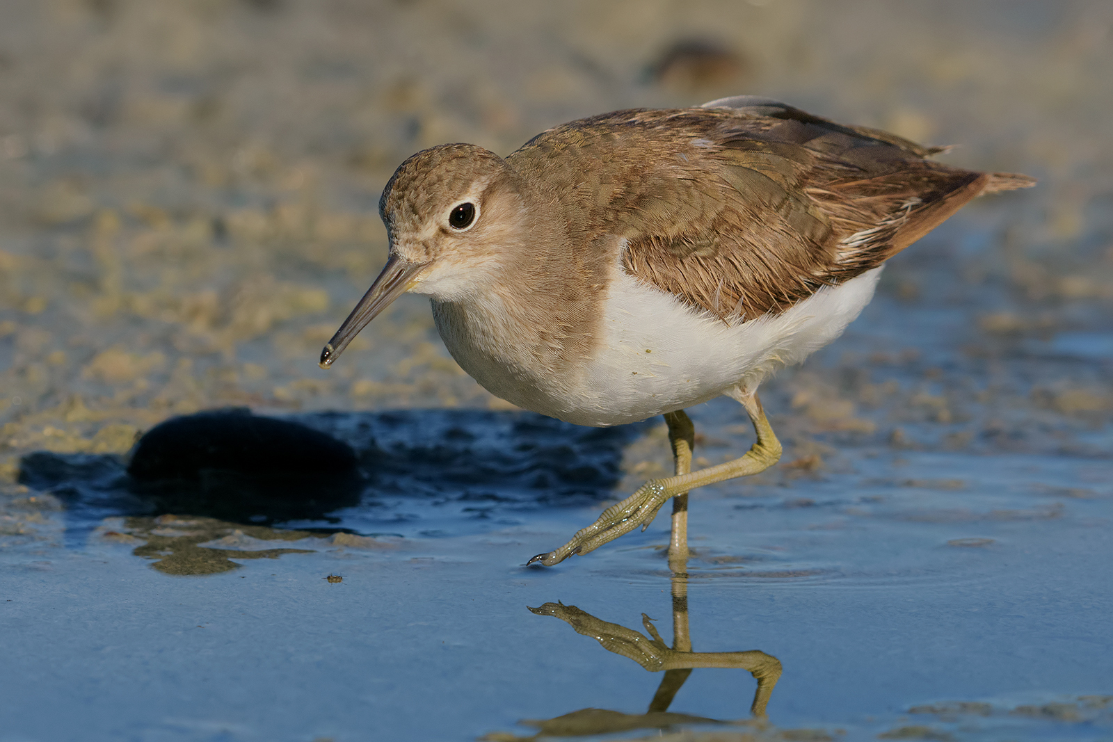 Pyro Sandpiper.