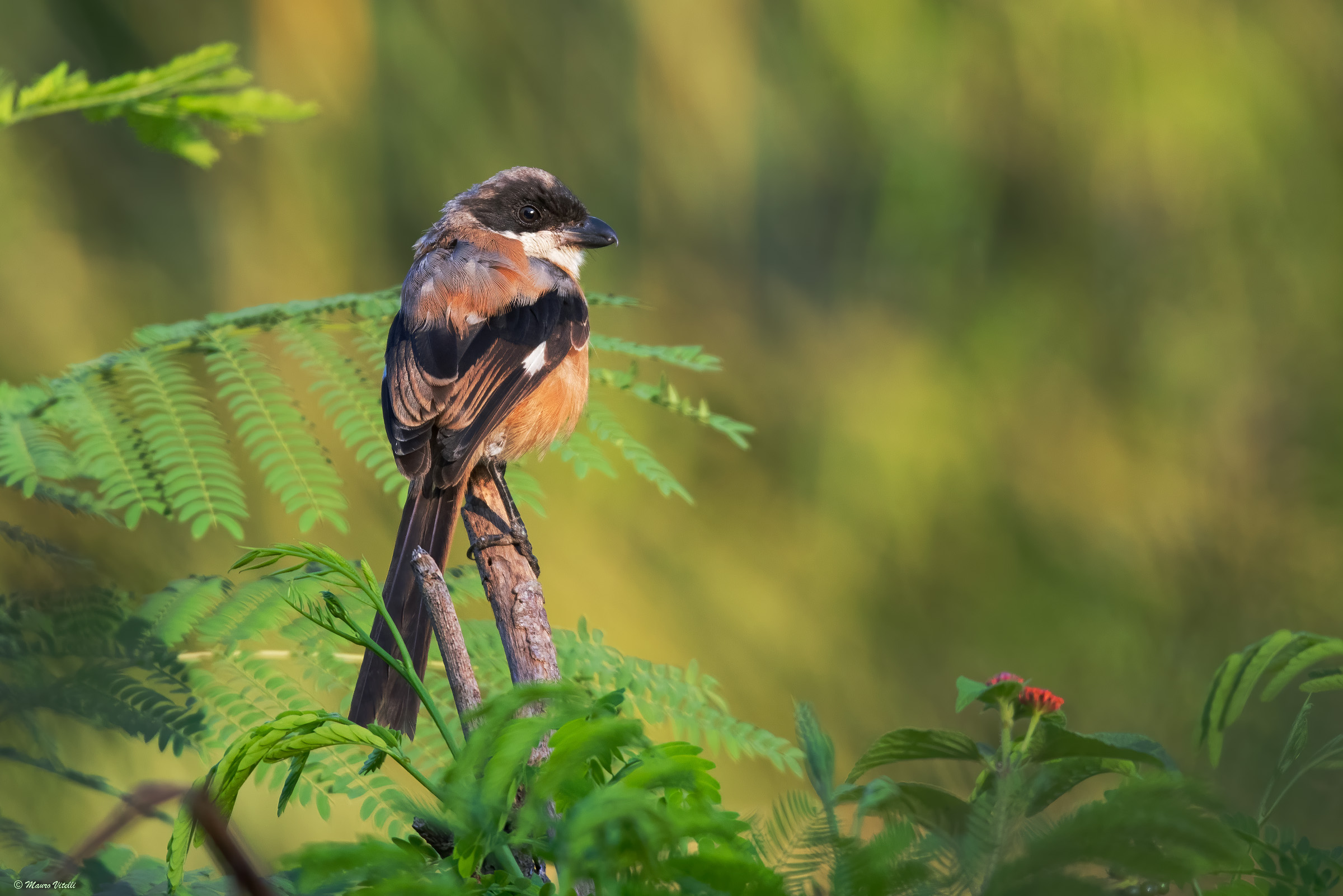 Rufous-backed Long-tailed Shrike (Indonesia)