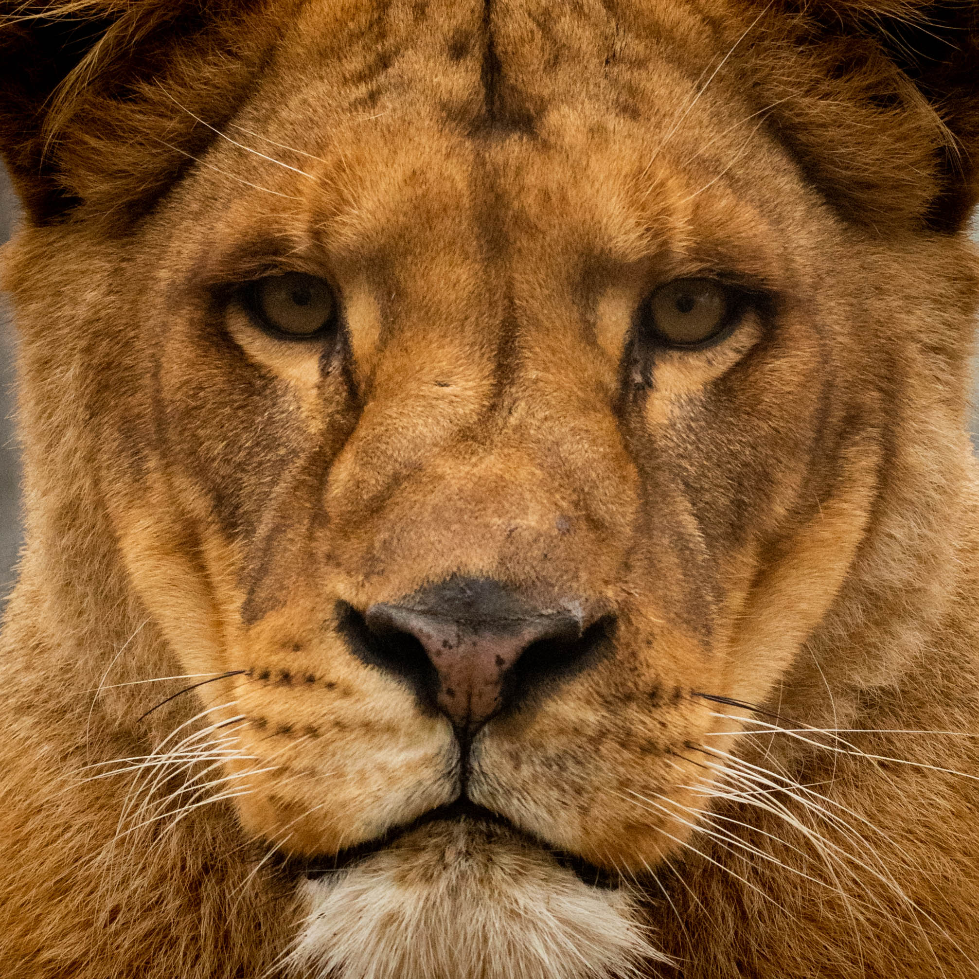 Controlled enviroments - Panthera Leo portrait "Abu"