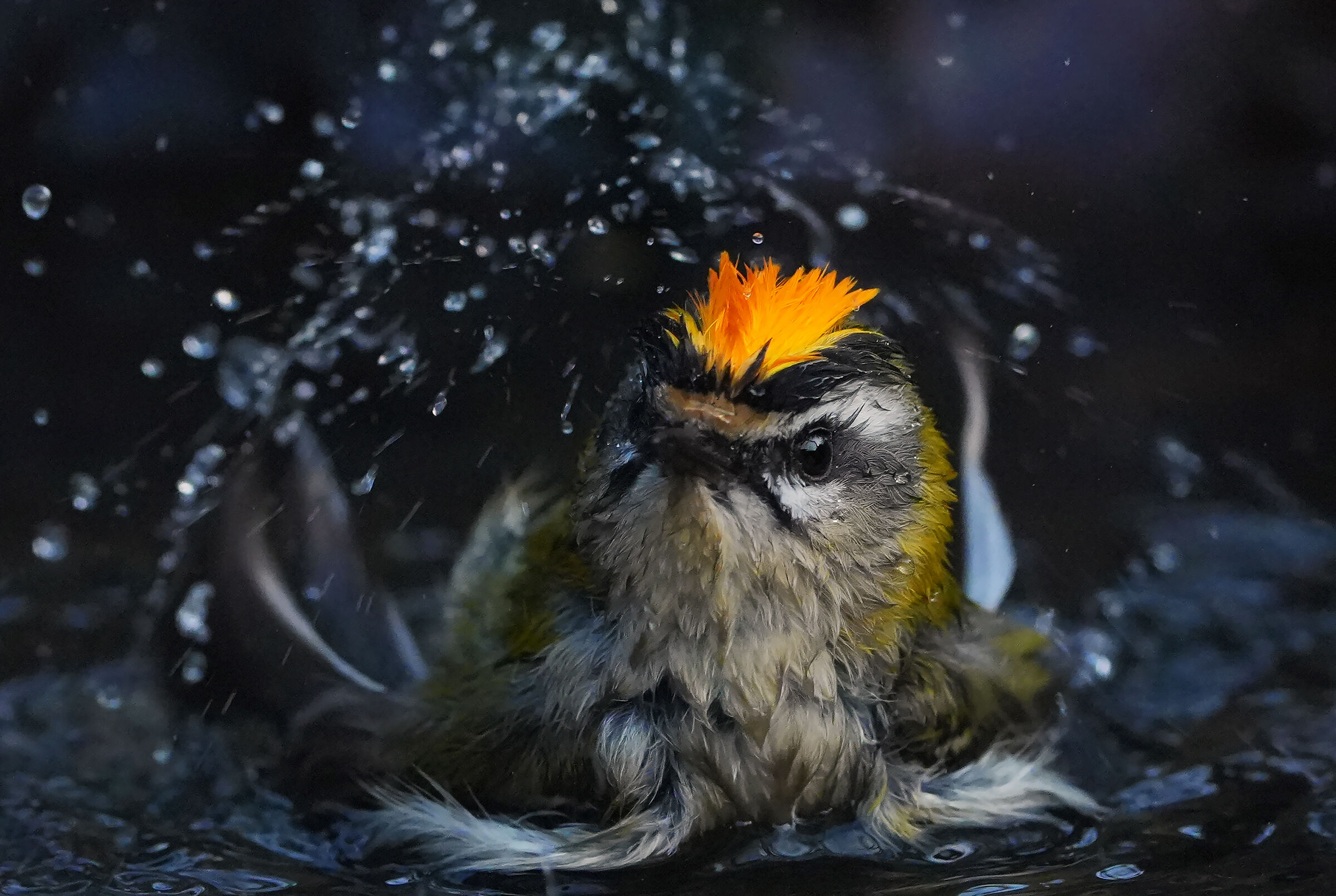 Fiorrancino al bagno.....