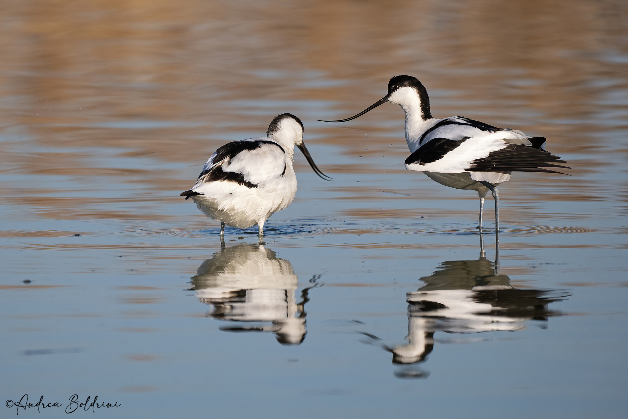 Avocetta