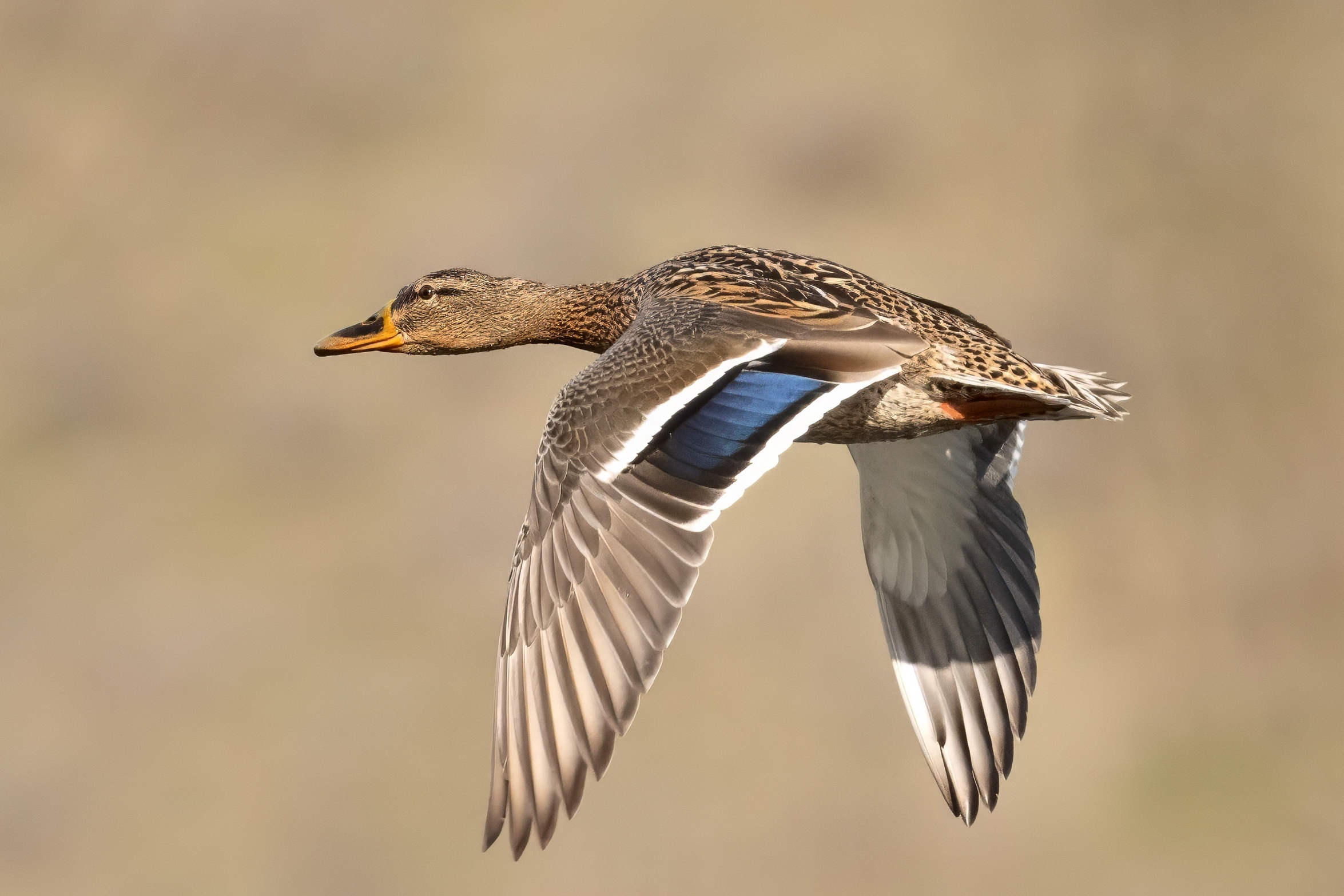 Mallard (Anas platyrhynchos)