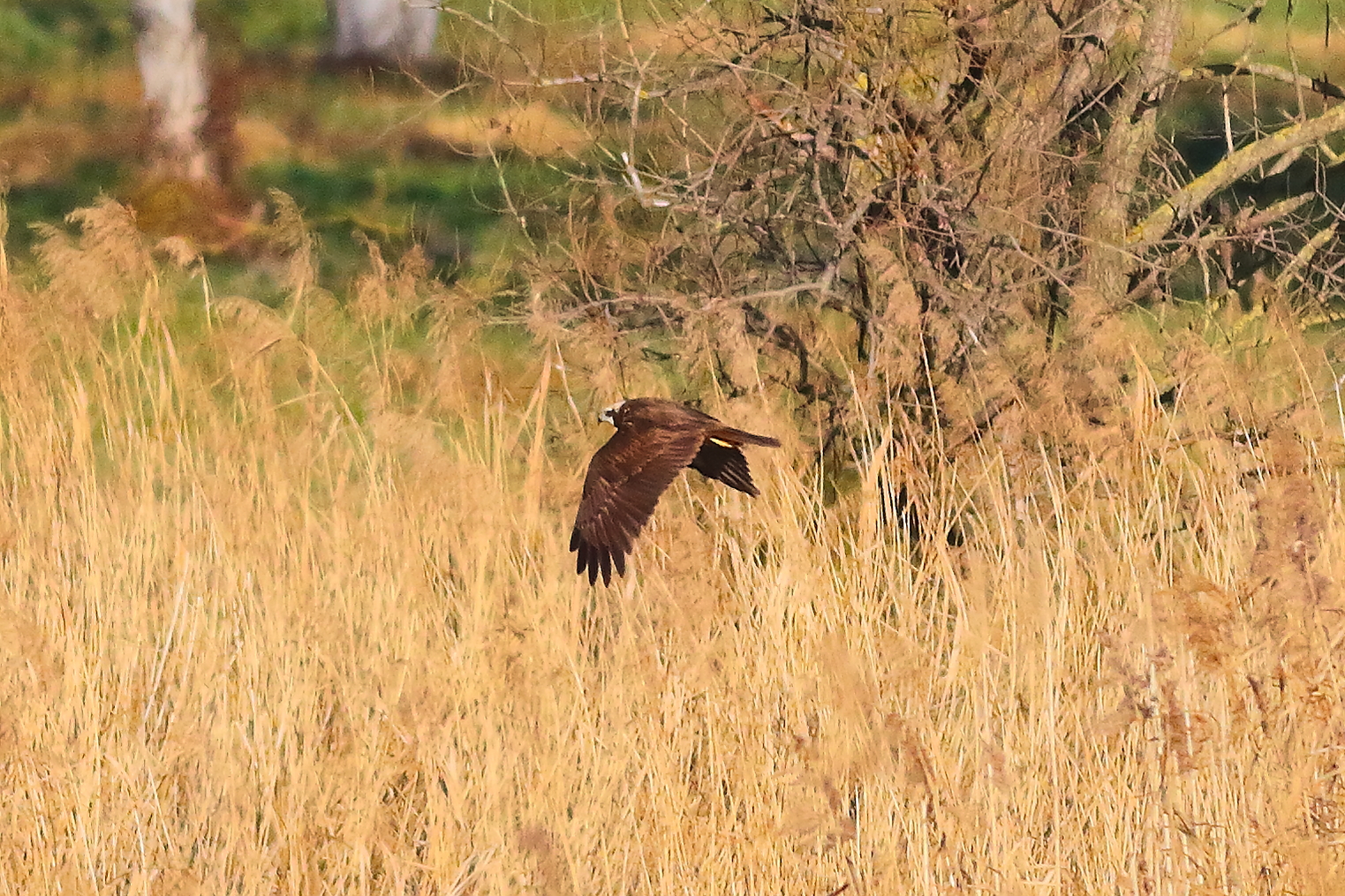 Marsh Harrier F 16-12-2023
