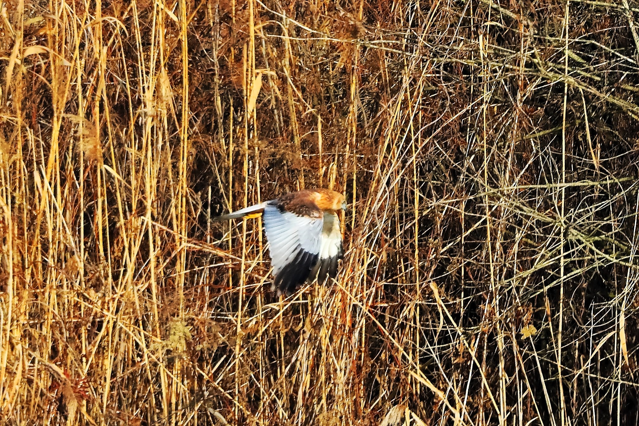 Marsh Harrier M 14-12-2023