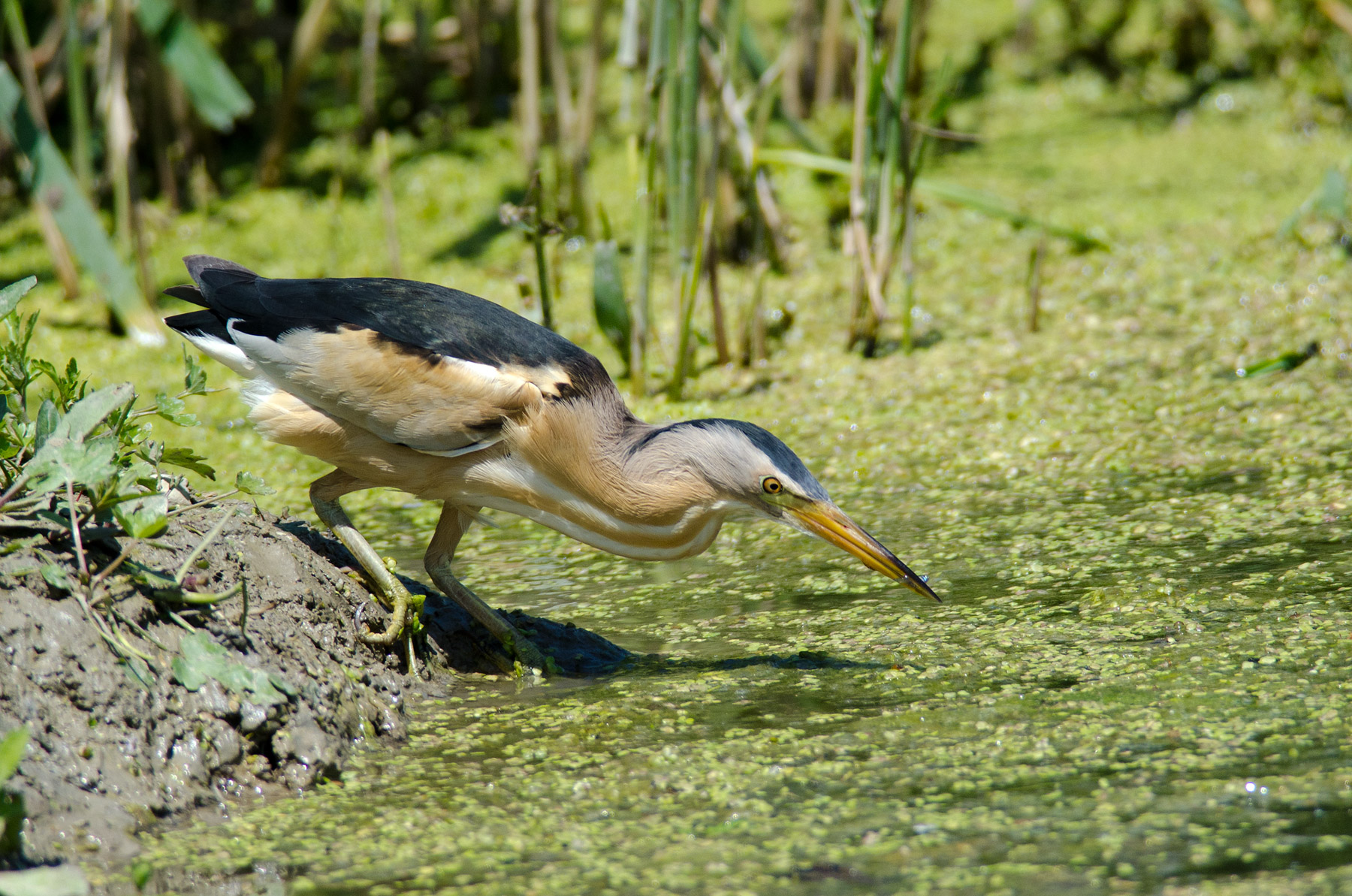 Tarabusino con pesce minuscolo