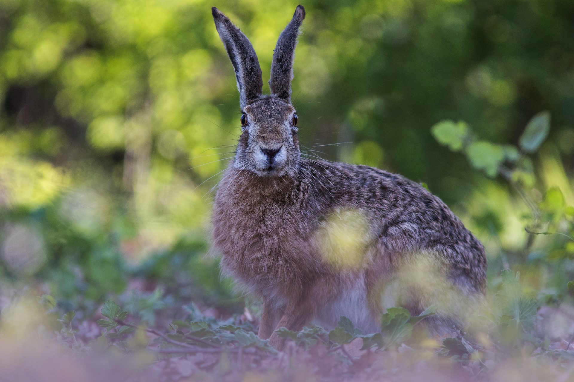 Profumo di primavera