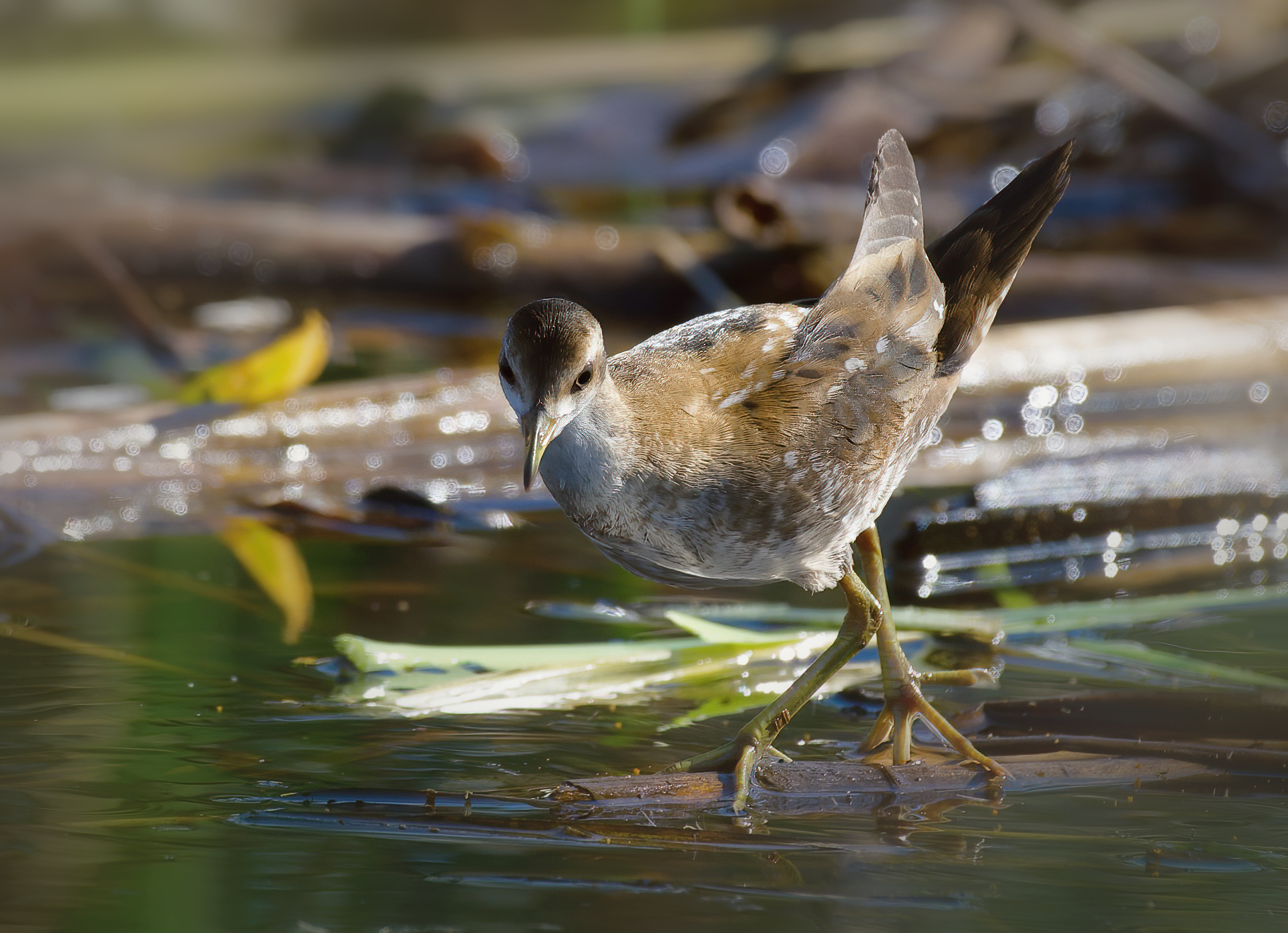 Crake (Porzana parva)