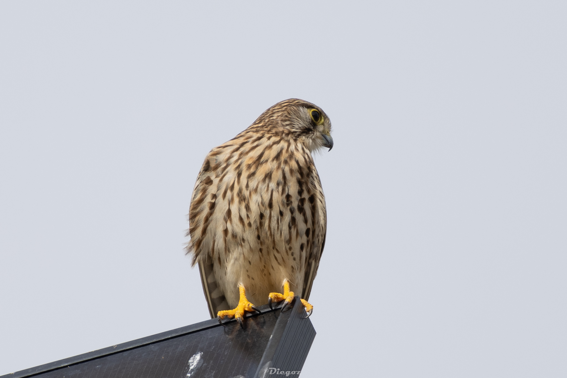 Gheppio fotovoltaico!