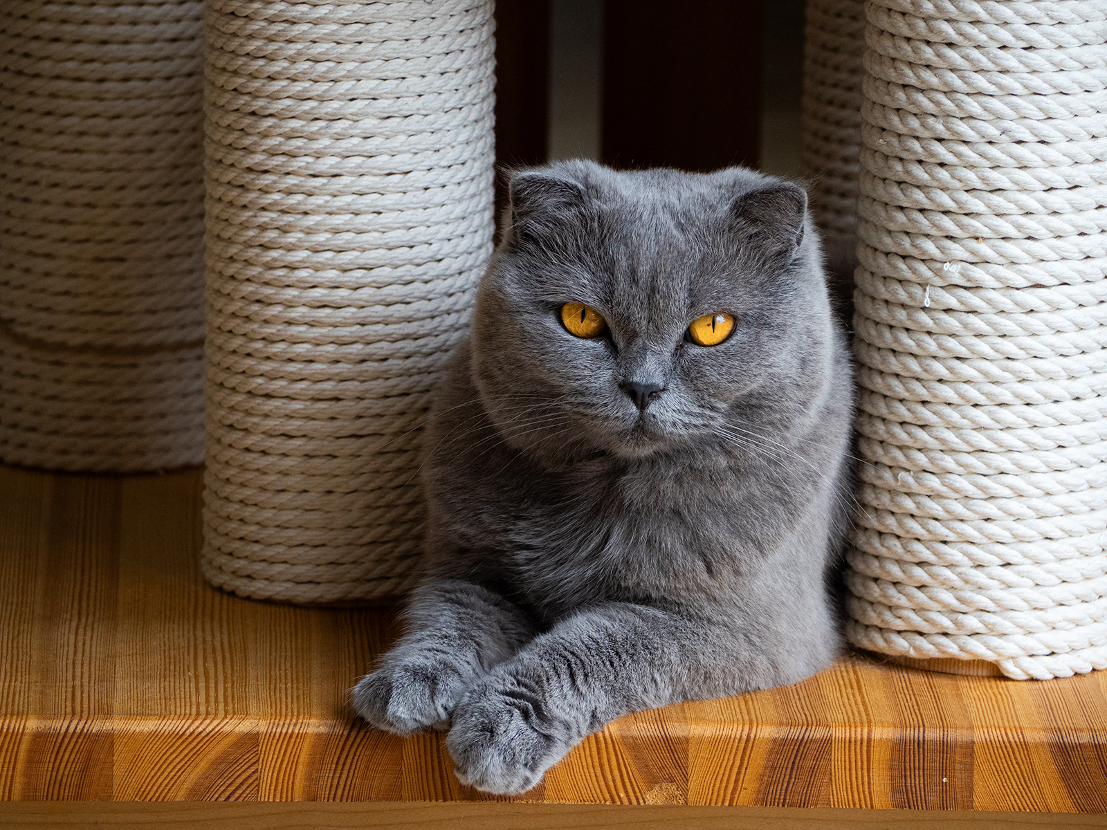 Mimi's attentive gaze