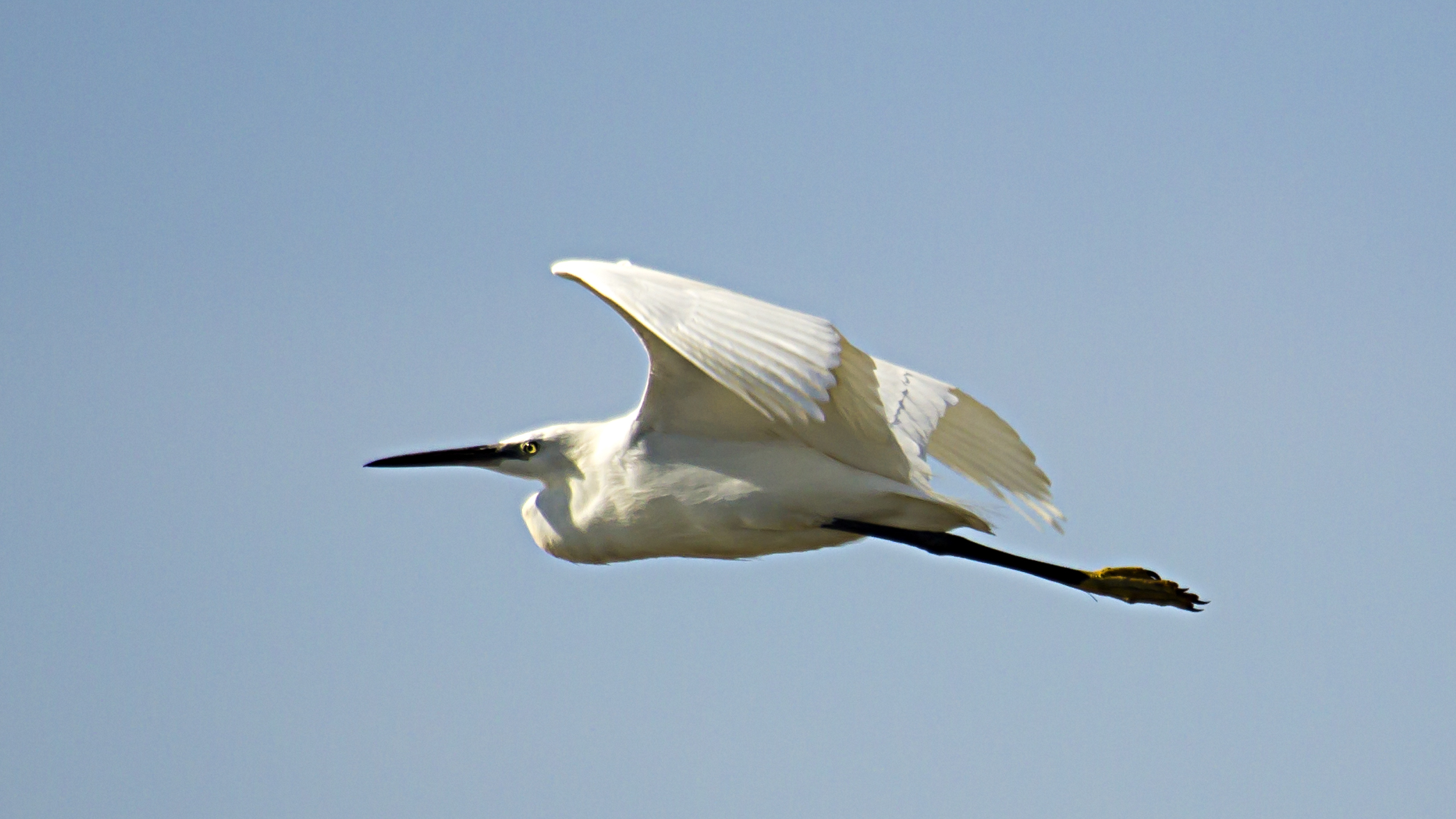 egret