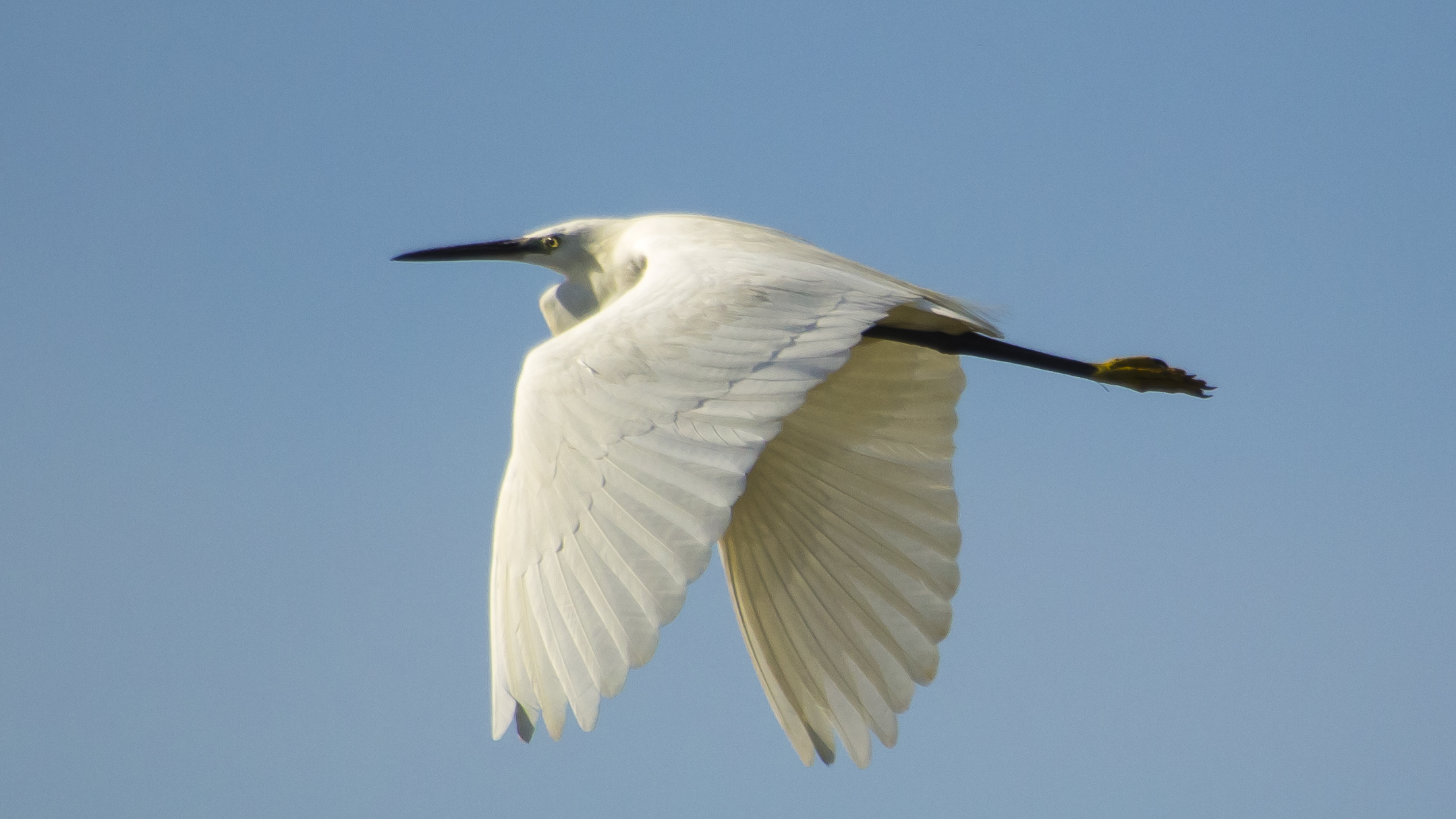 egret