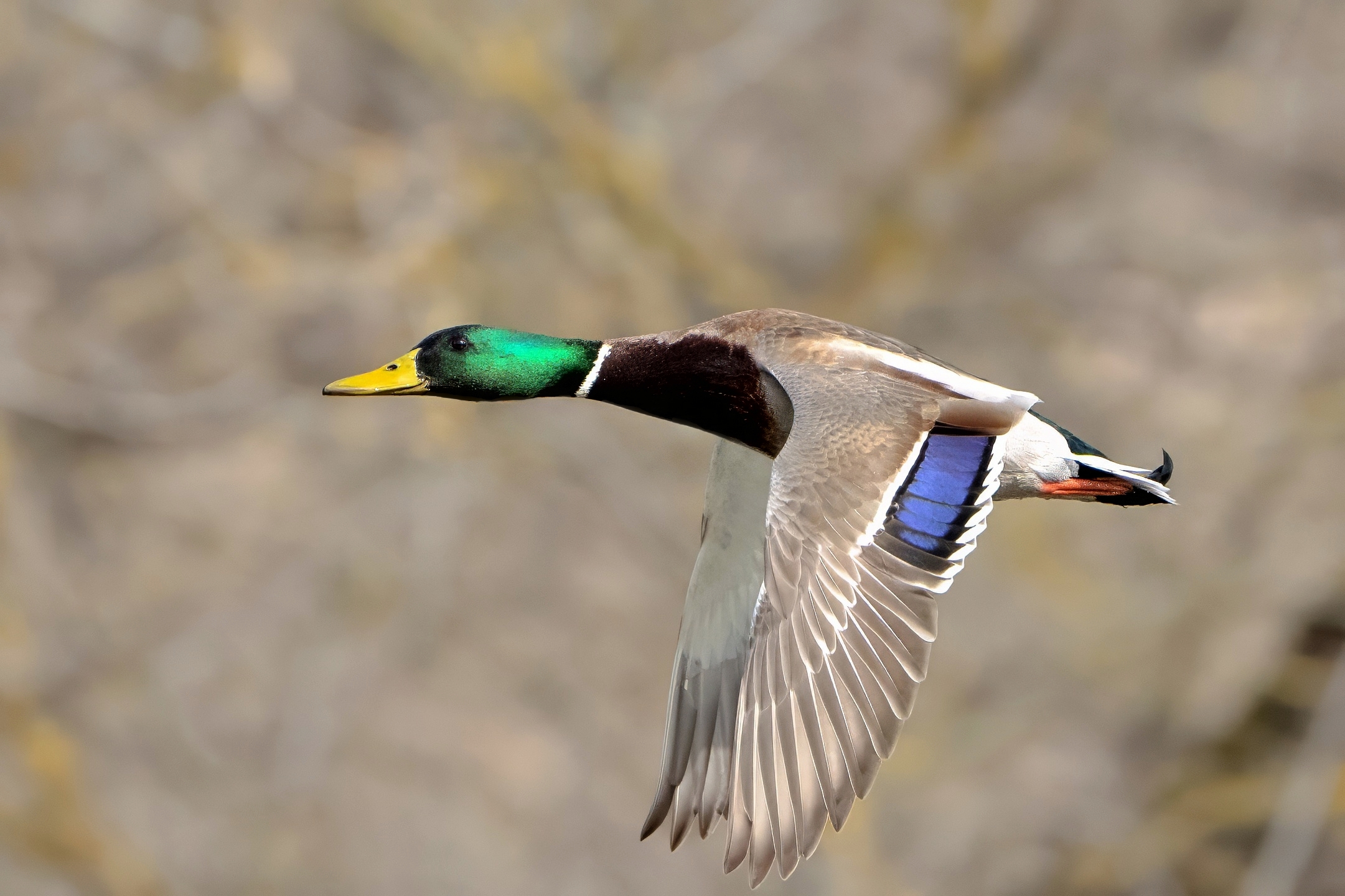 Mallard (Anas platyrhynchos)