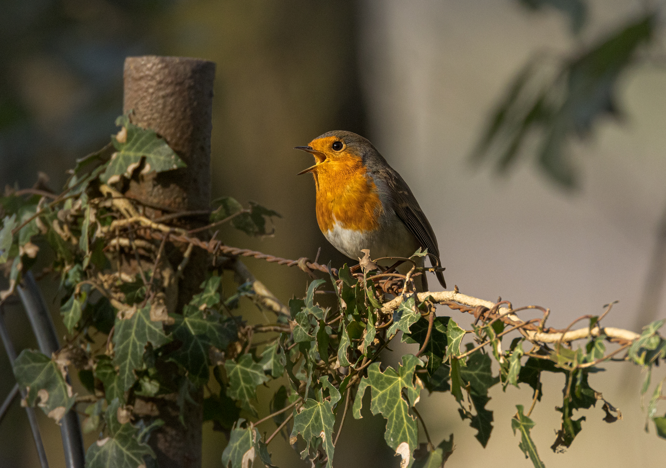 Pettirosso canterino