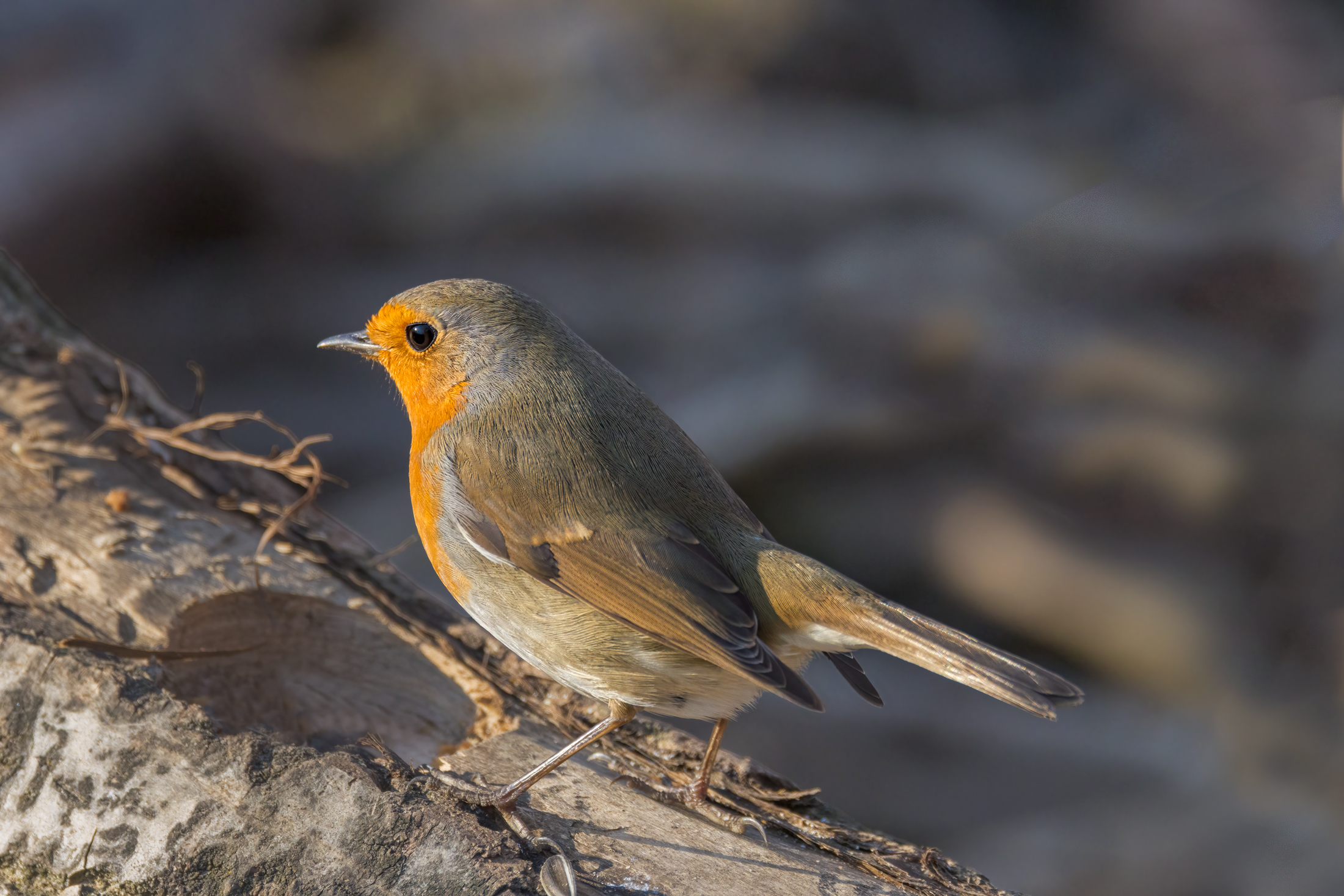 Pettirosso senza cibo