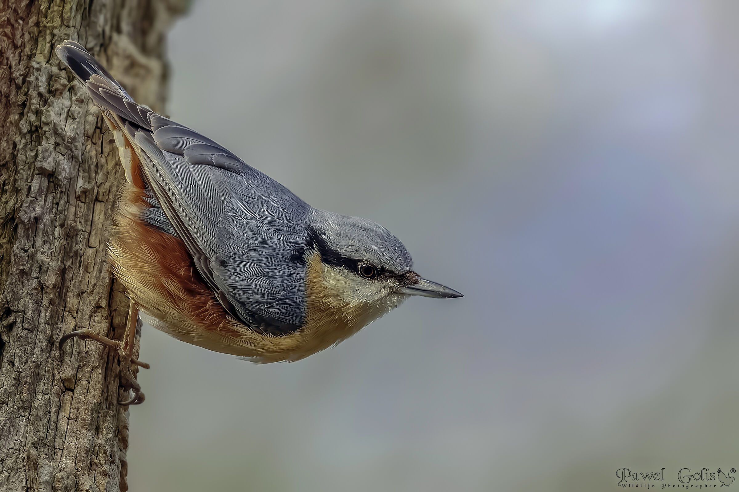 Picchio muratore (Sitta europaea)