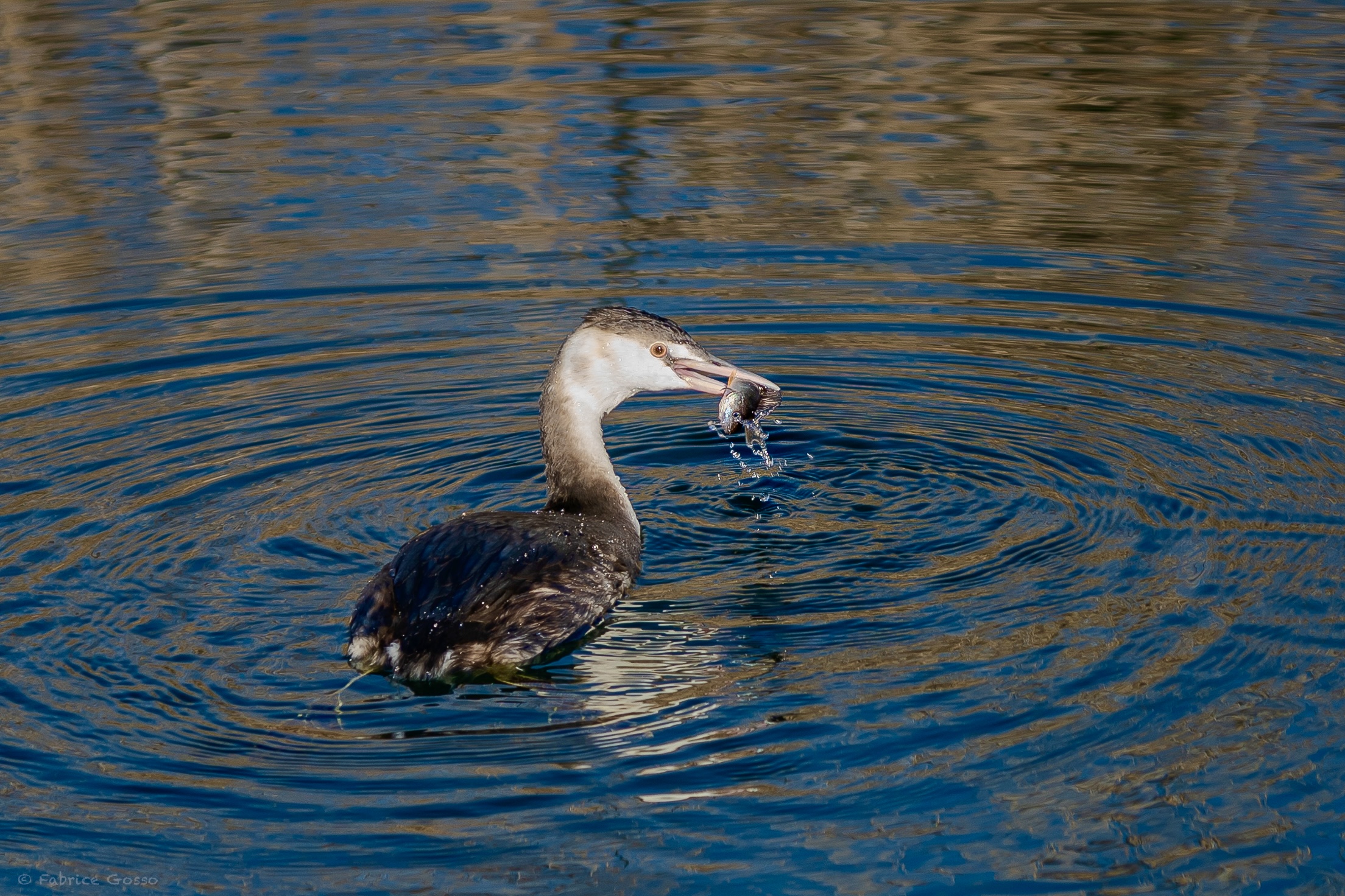 Svasso vs persico reale
