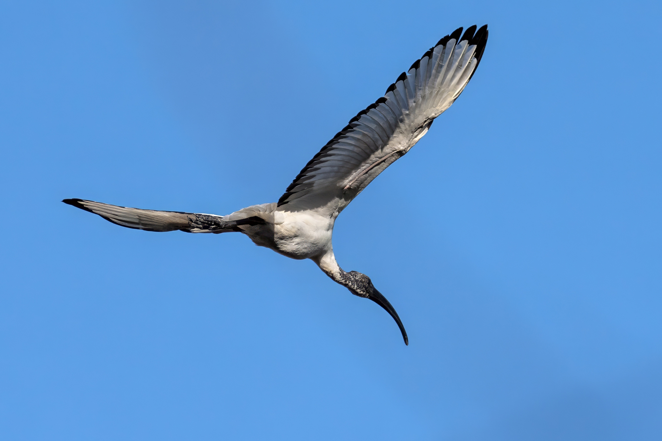 Ibis sacro (Threskiornis aethiopicus)