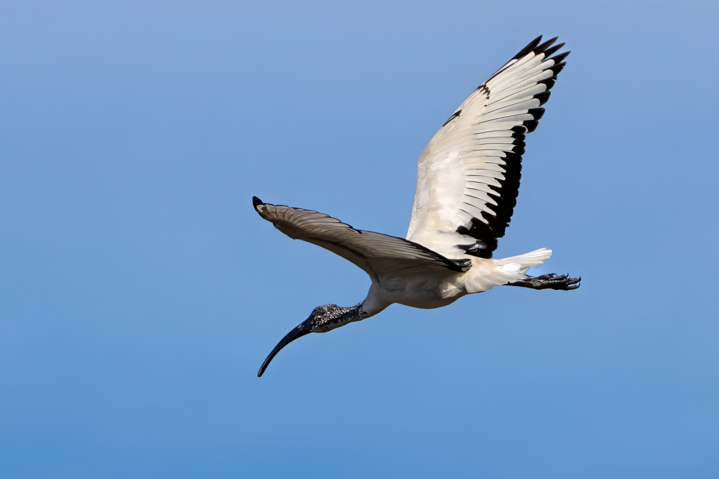 Ibis sacro (Threskiornis aethiopicus)