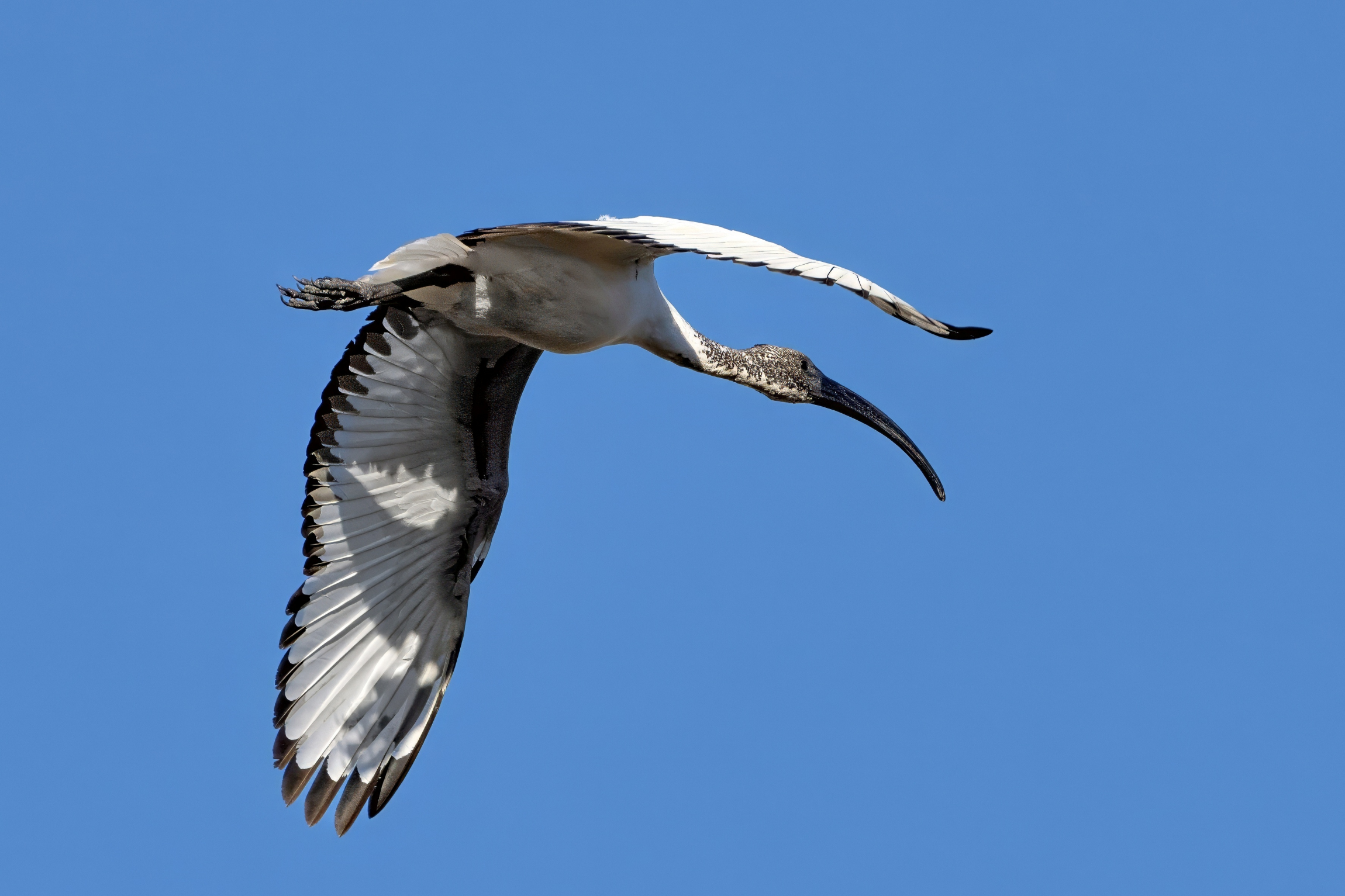 Sacred Ibis (Threskiornis aethiopicus)