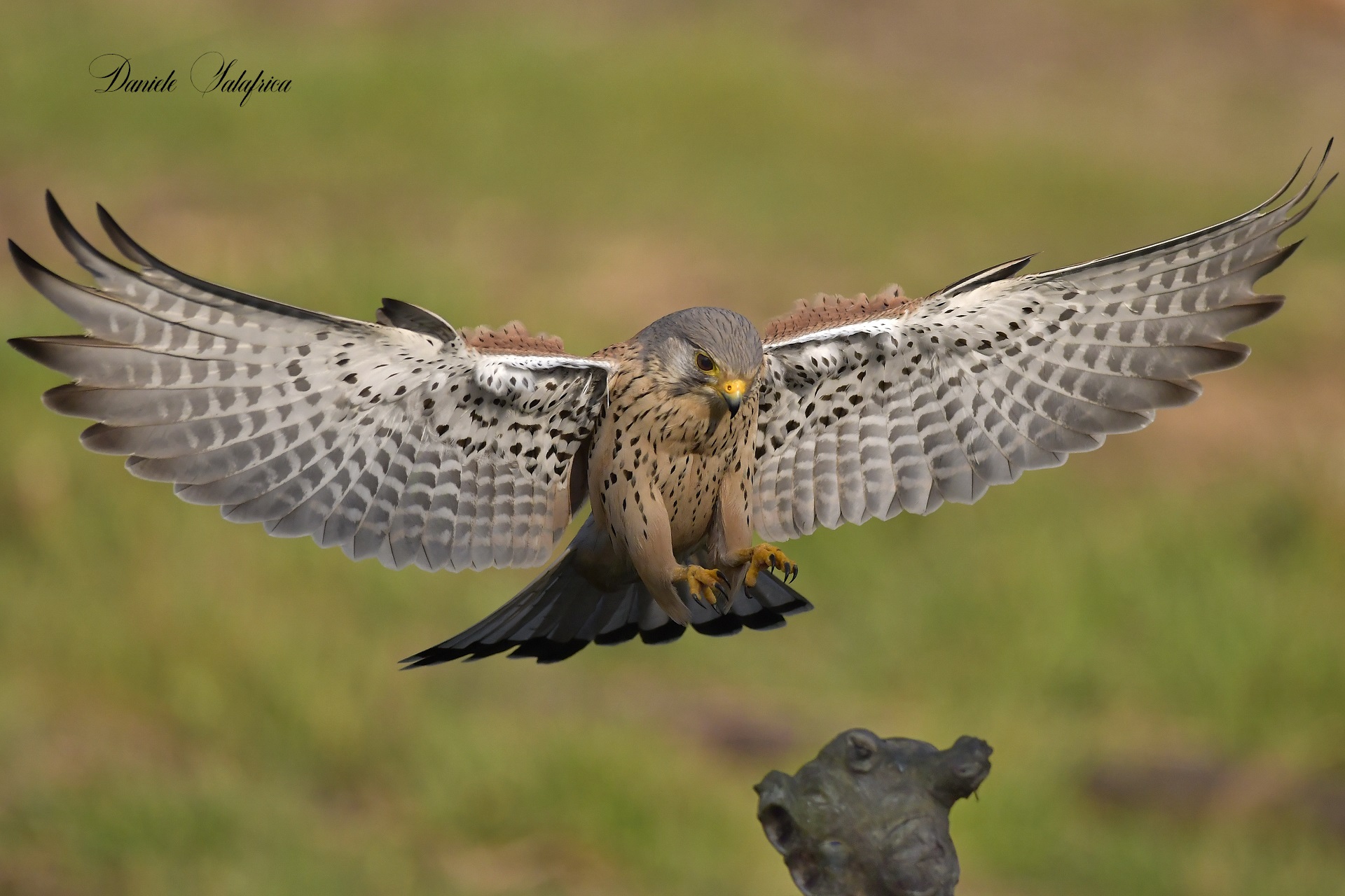Male kestrel