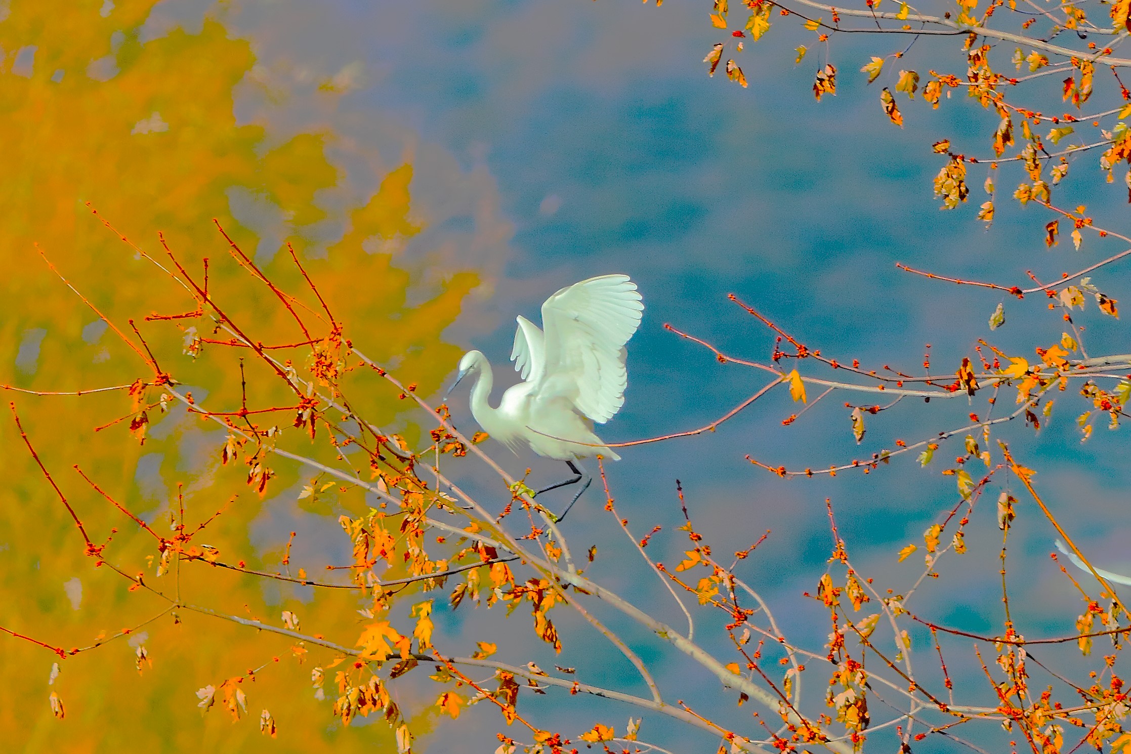 Little Egret 06-12-2023