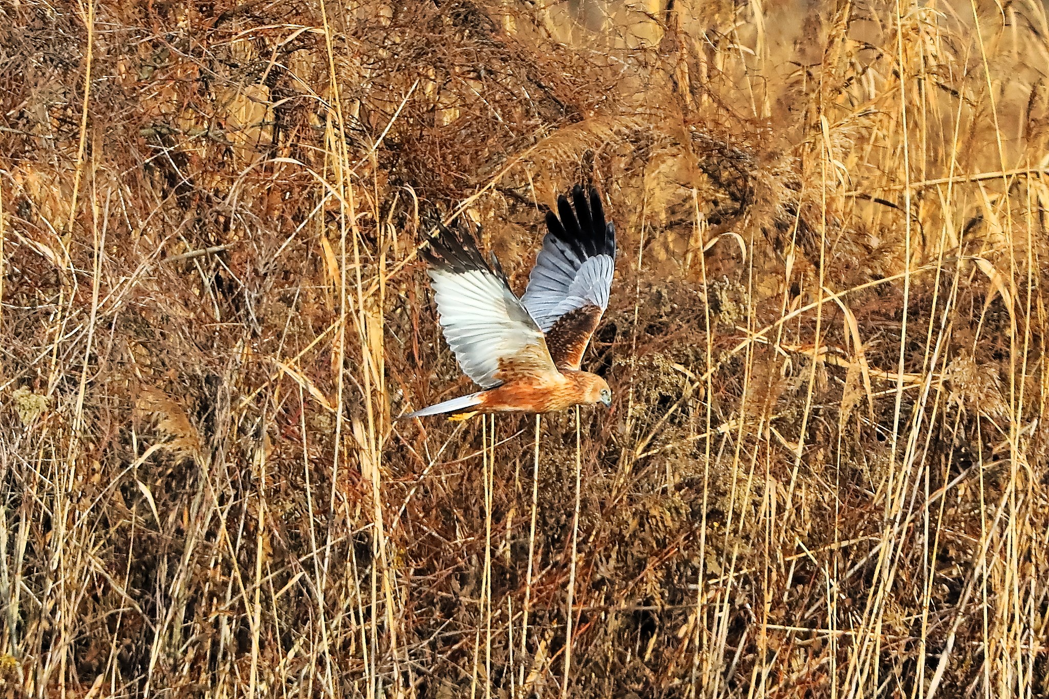 Marsh Harrier M 14-12-2023