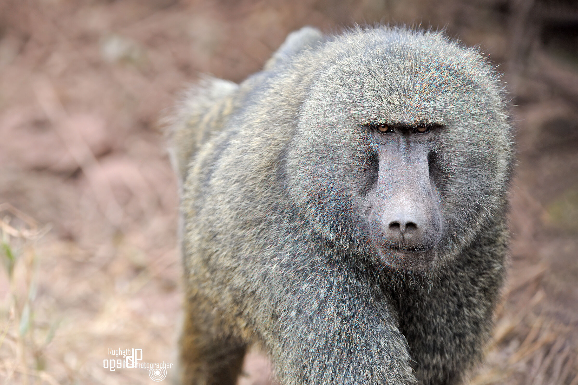 Baboon