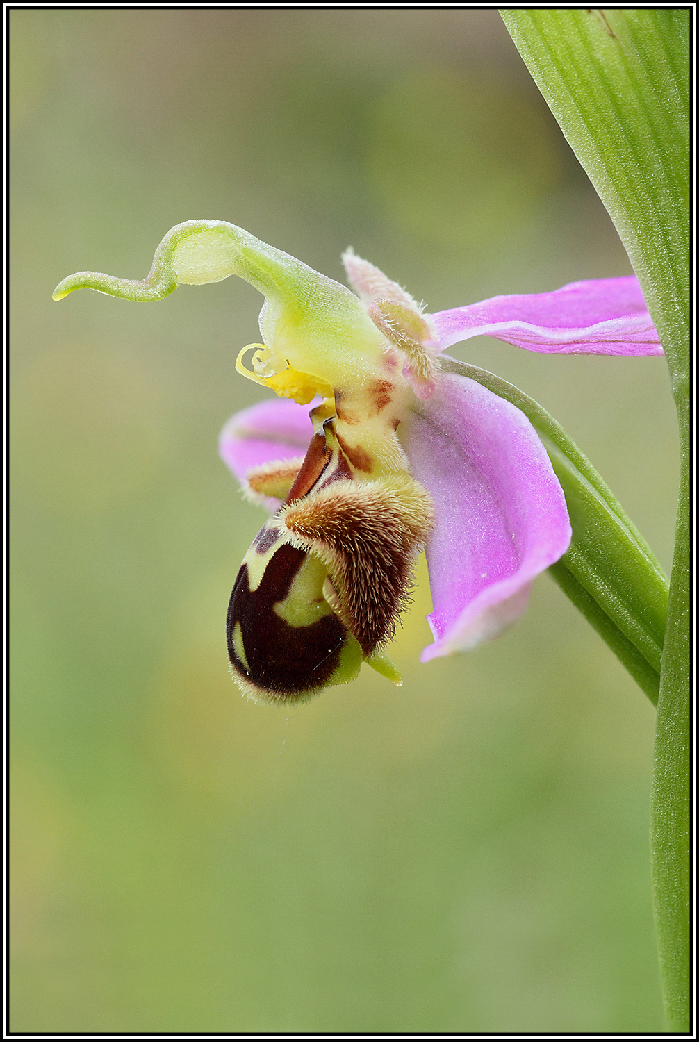 Bee Ophrys