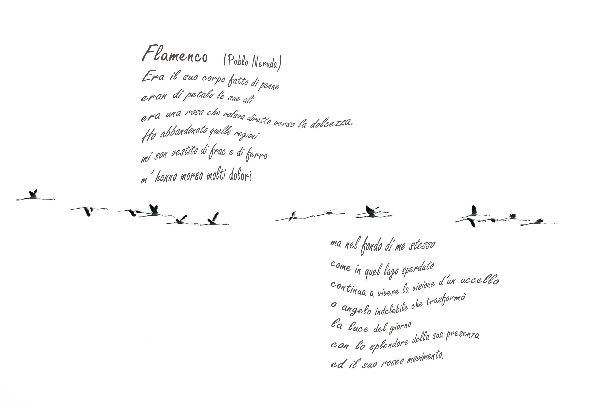 Il flamenco dei fenicotteri