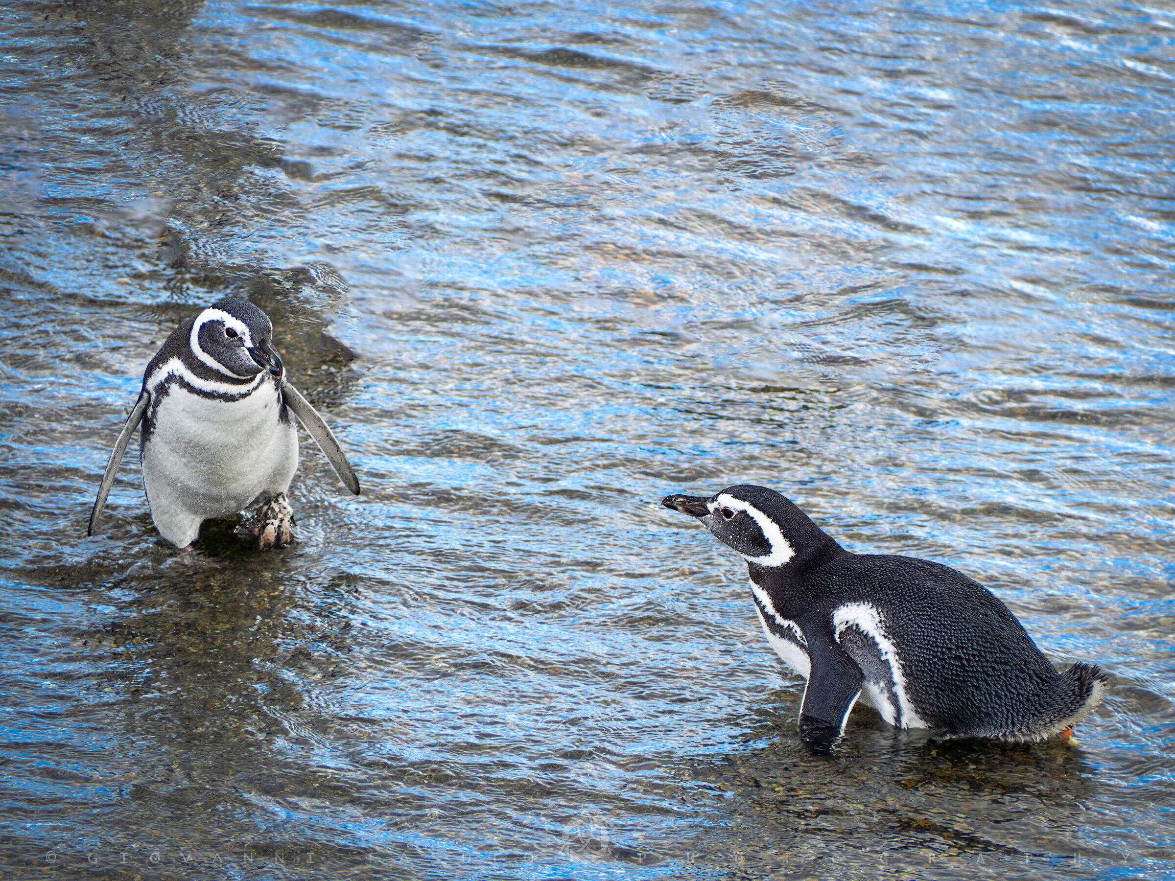 Pinguini di Magellano