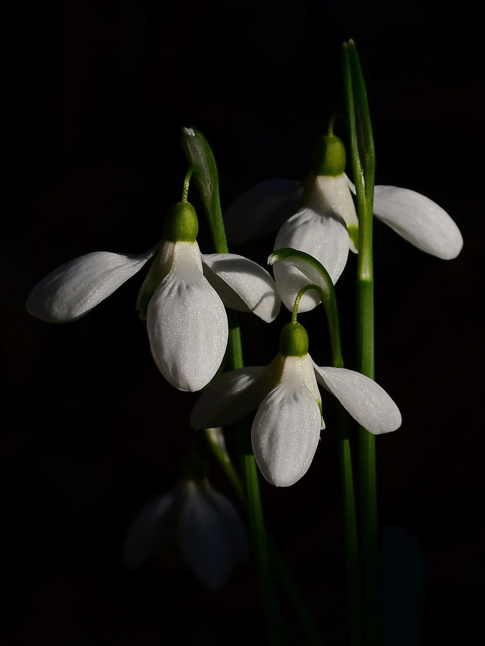 Snowdrop