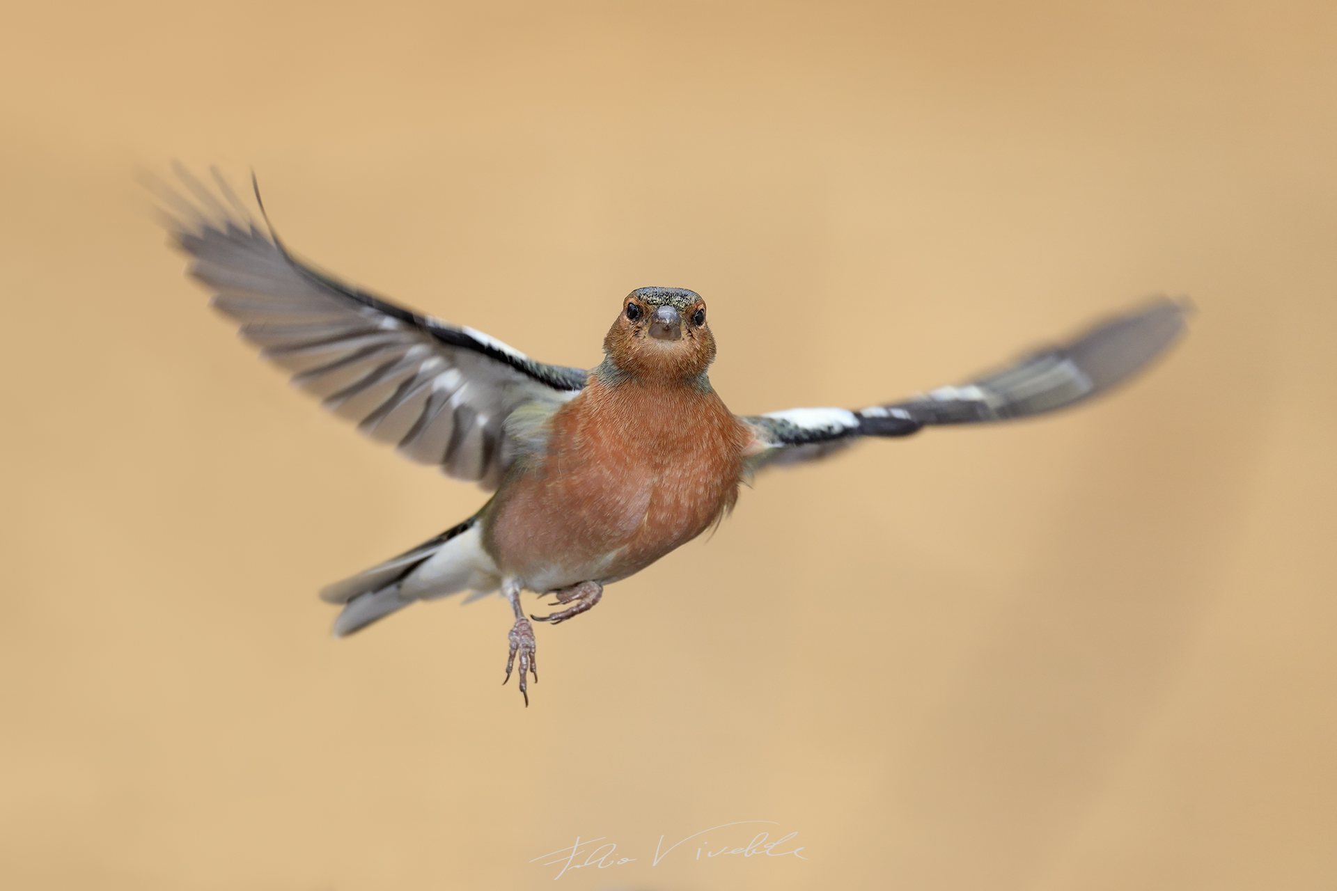 Male Chaffinch 2