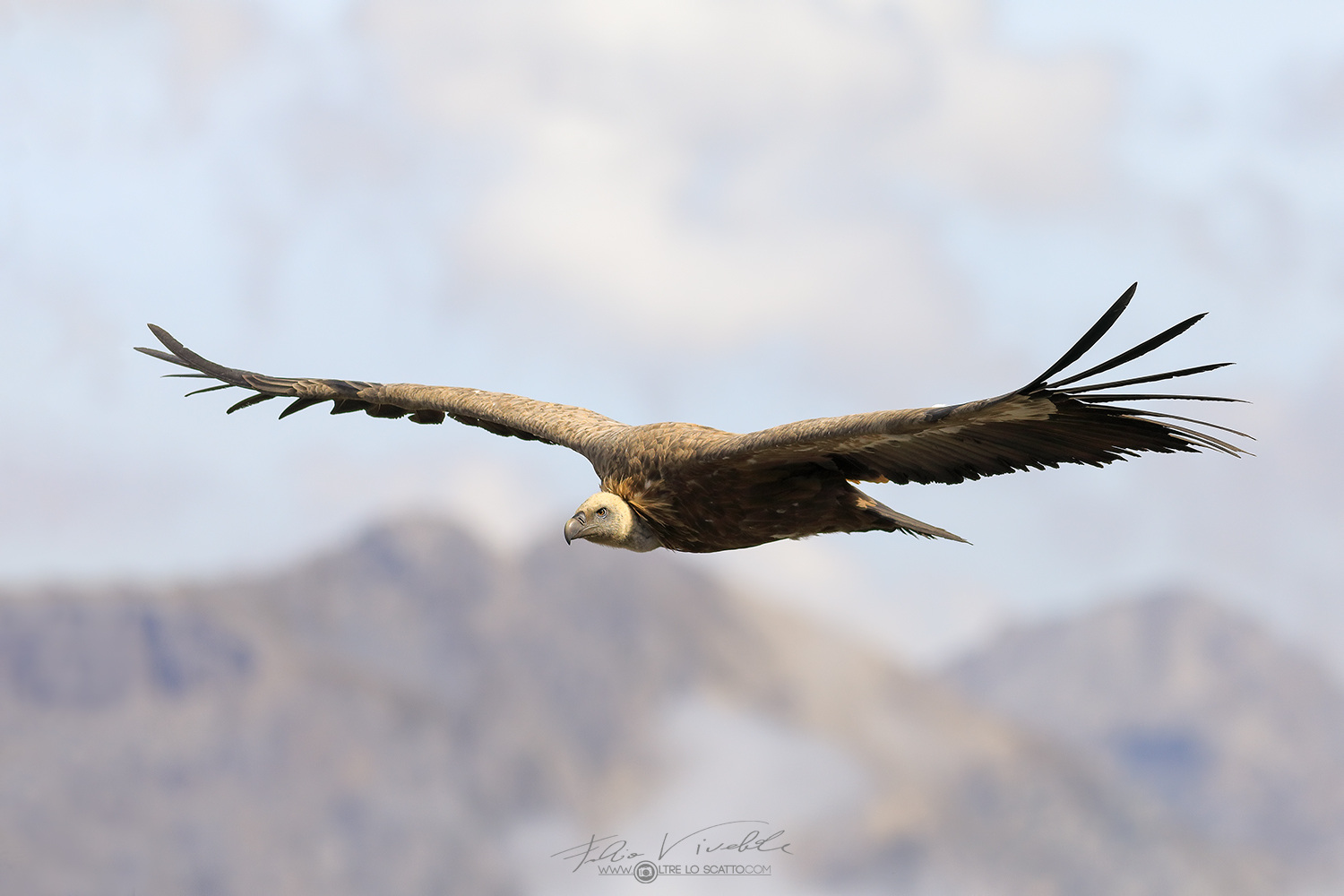 Grifone in volo sulle Alpi